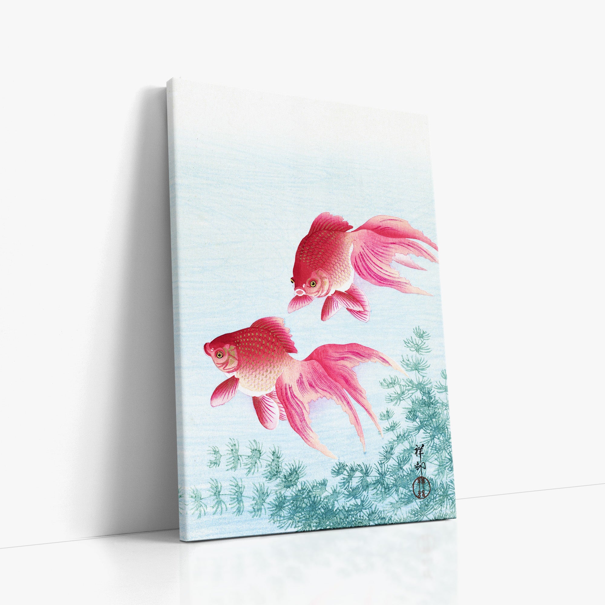 Two veil goldfish