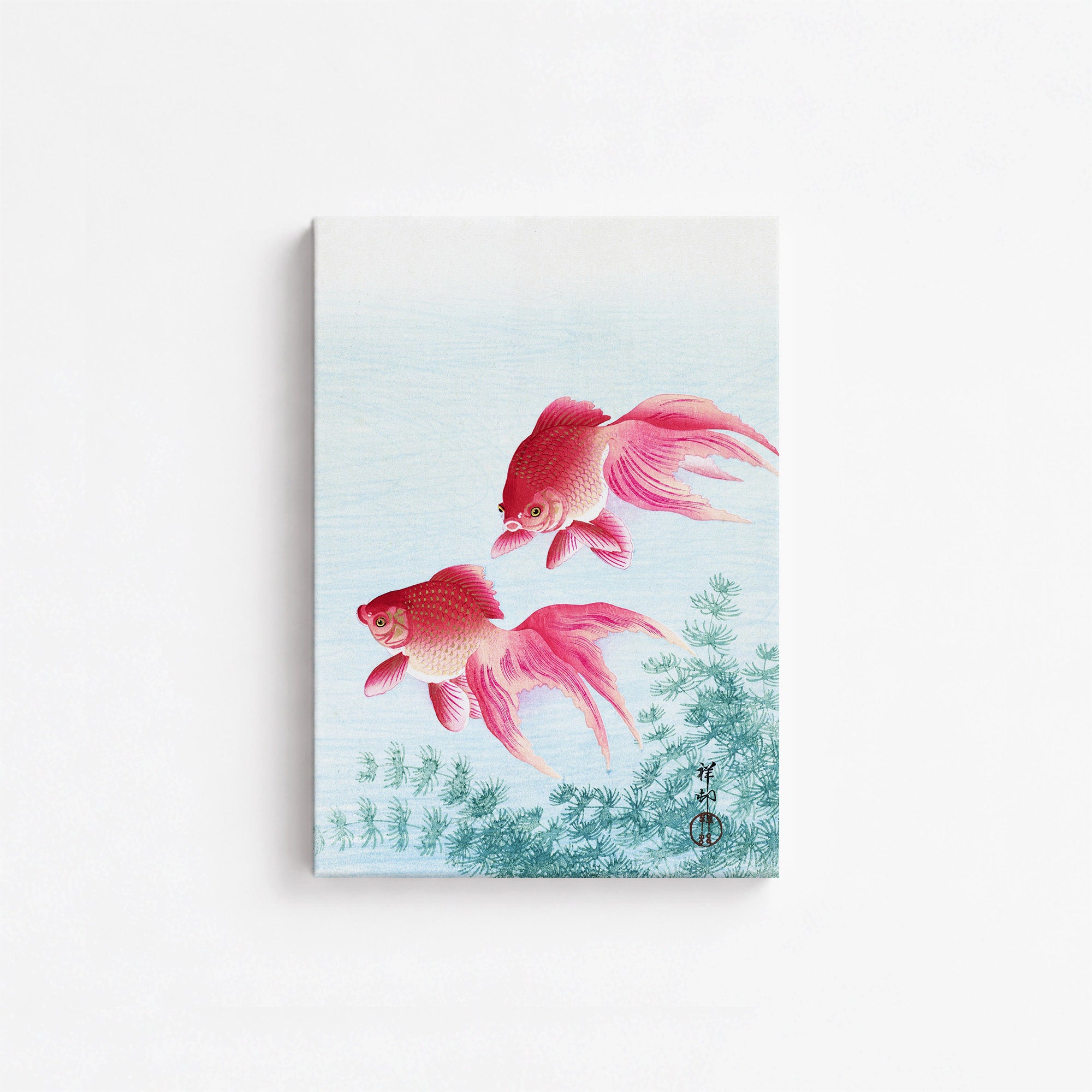 Two veil goldfish