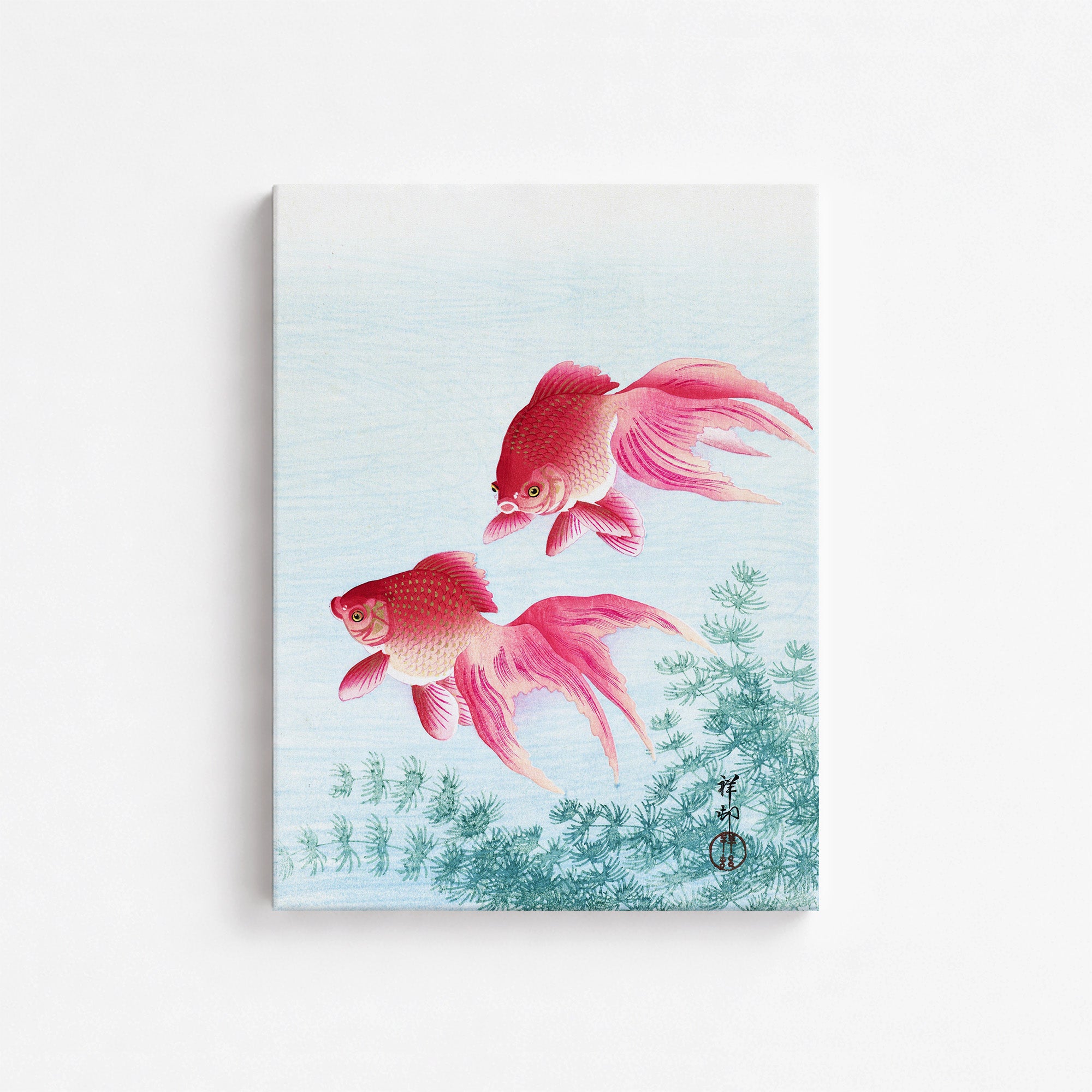 Two veil goldfish