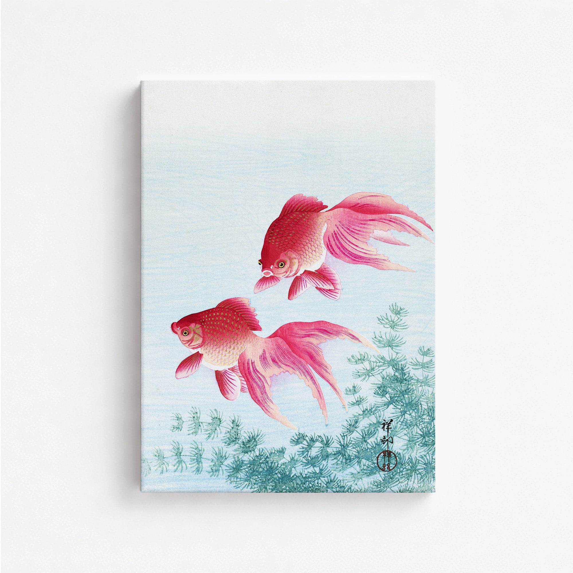 Two veil goldfish