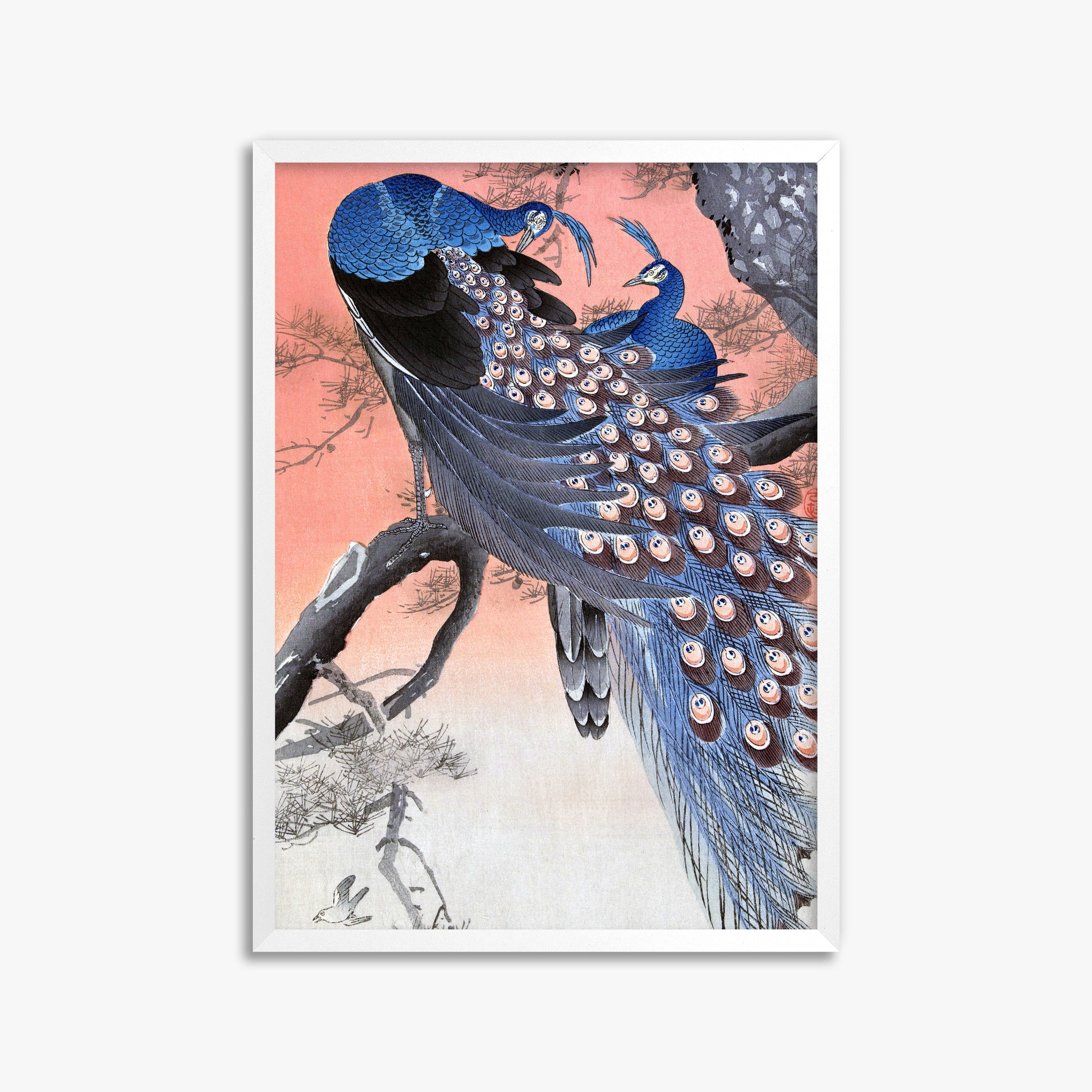 Ohara Koson: Two Peacocks on Tree Branch, 50x70cm Framed Art Reproduction With White Frame