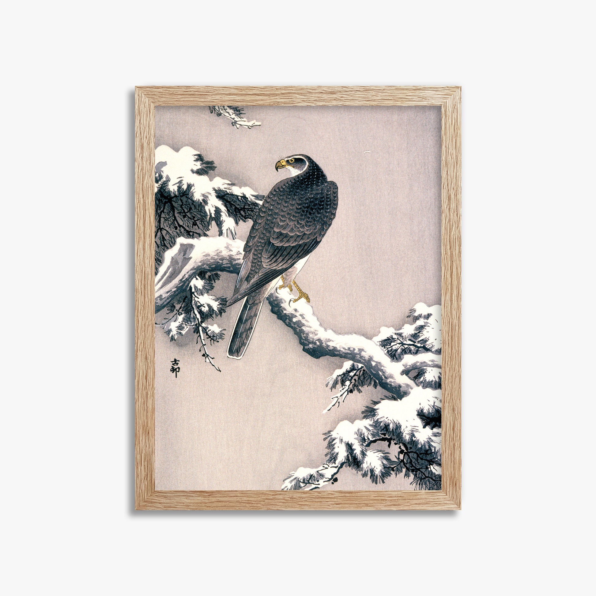Ohara Koson: Goshawk on Snow-covered Pine Bough, 30x40cm Framed Art Reproduction With Raw Oak Frame
