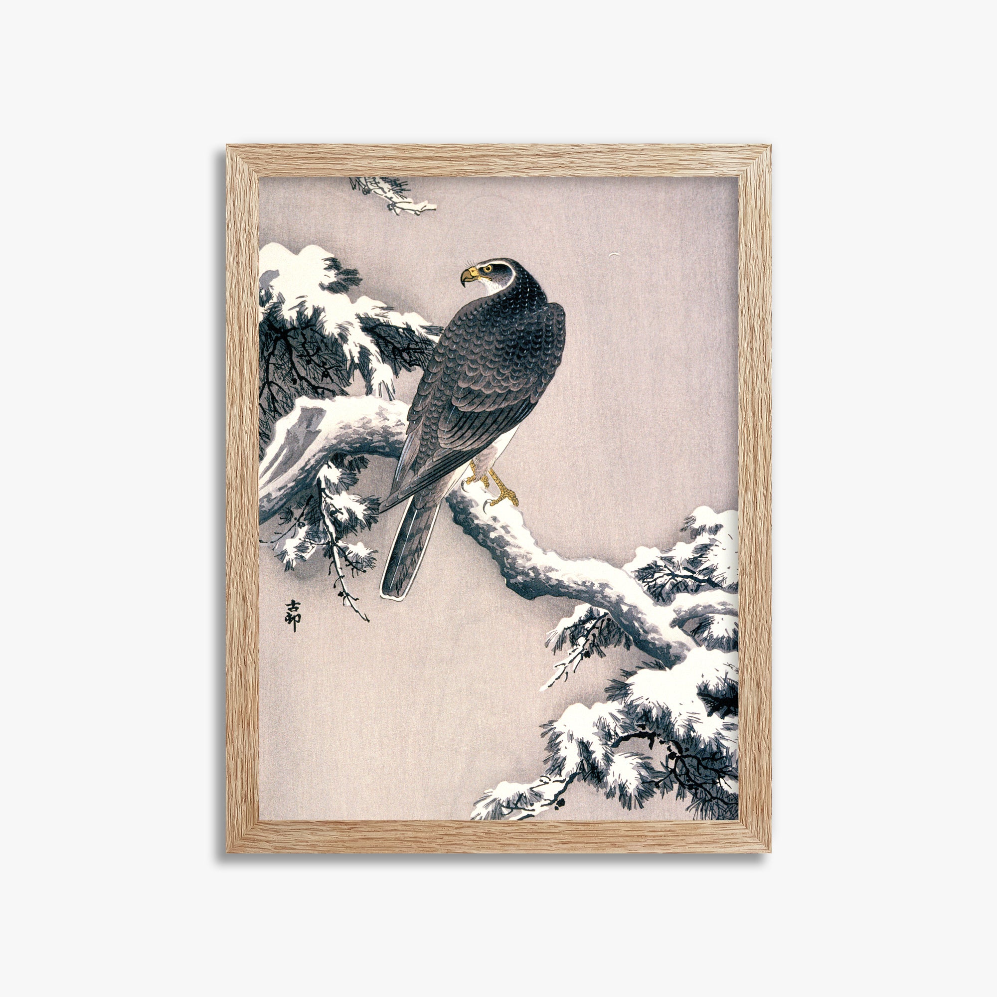 Ohara Koson: Goshawk on Snow-covered Pine Bough, 30x40cm Framed Art Reproduction With Raw Oak Frame