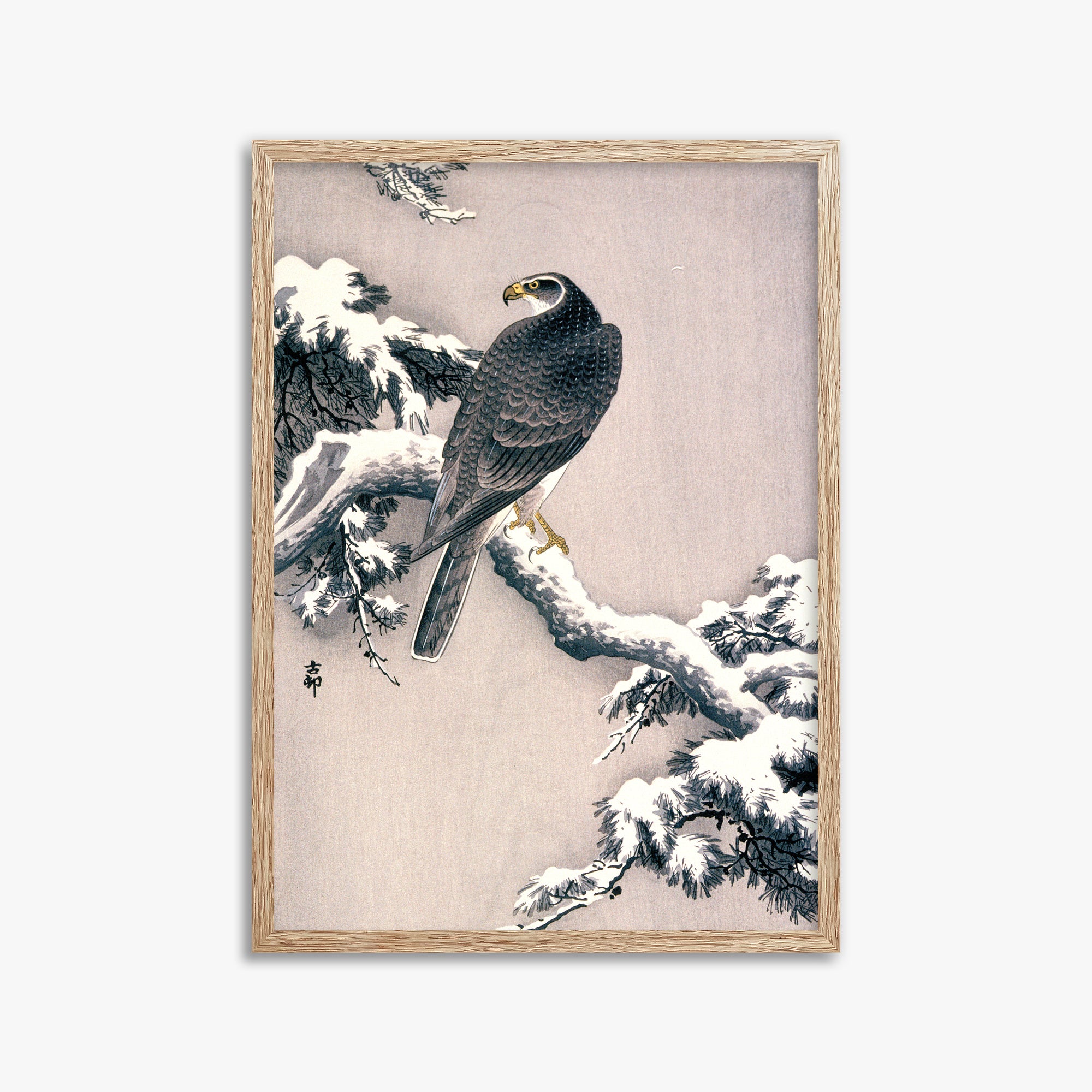 Ohara Koson: Goshawk on Snow-covered Pine Bough, 50x70cm Framed Art Reproduction With Raw Oak Frame