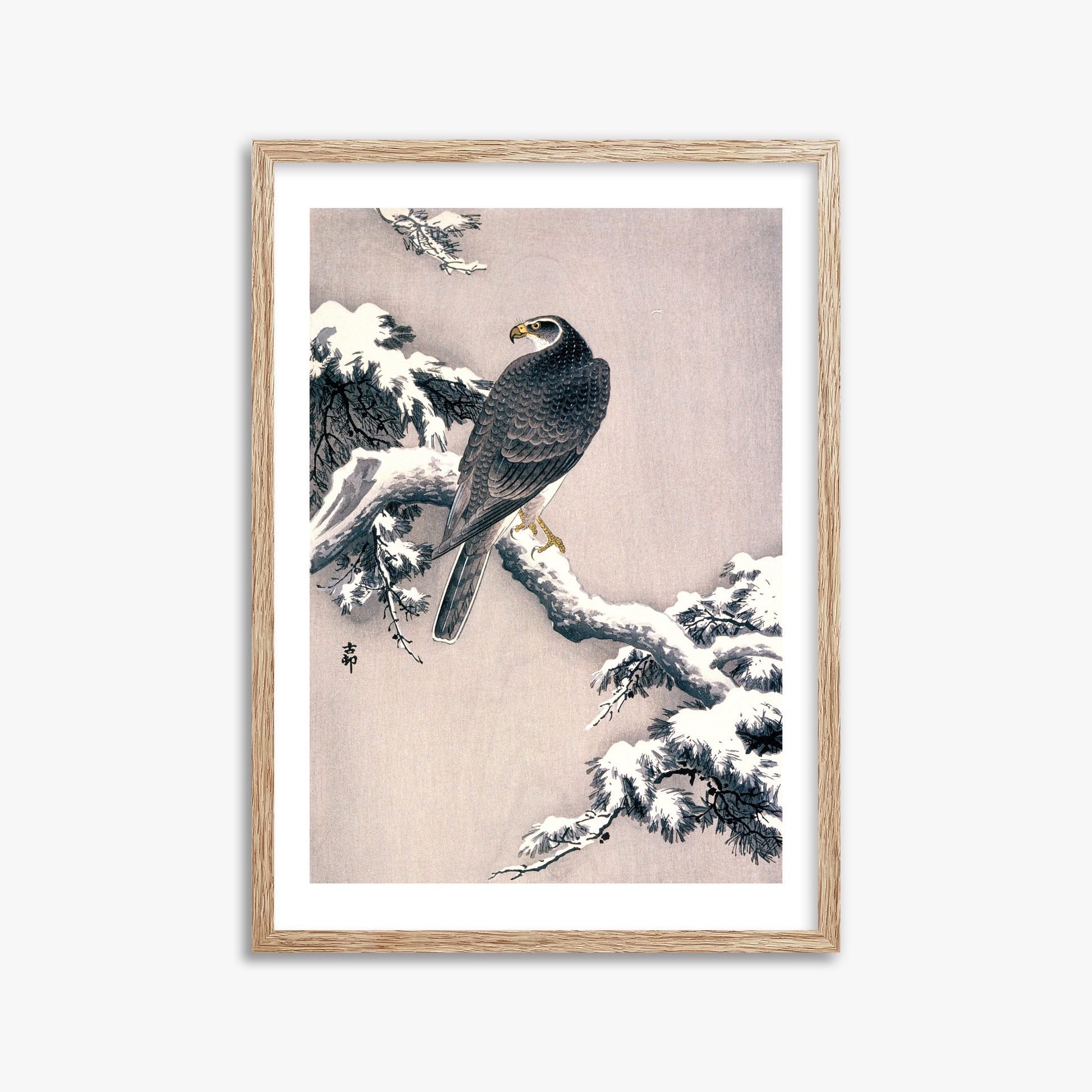 Ohara Koson: Goshawk on Snow-covered Pine Bough, 50x70cm Framed Art Reproduction With Raw Oak Frame
