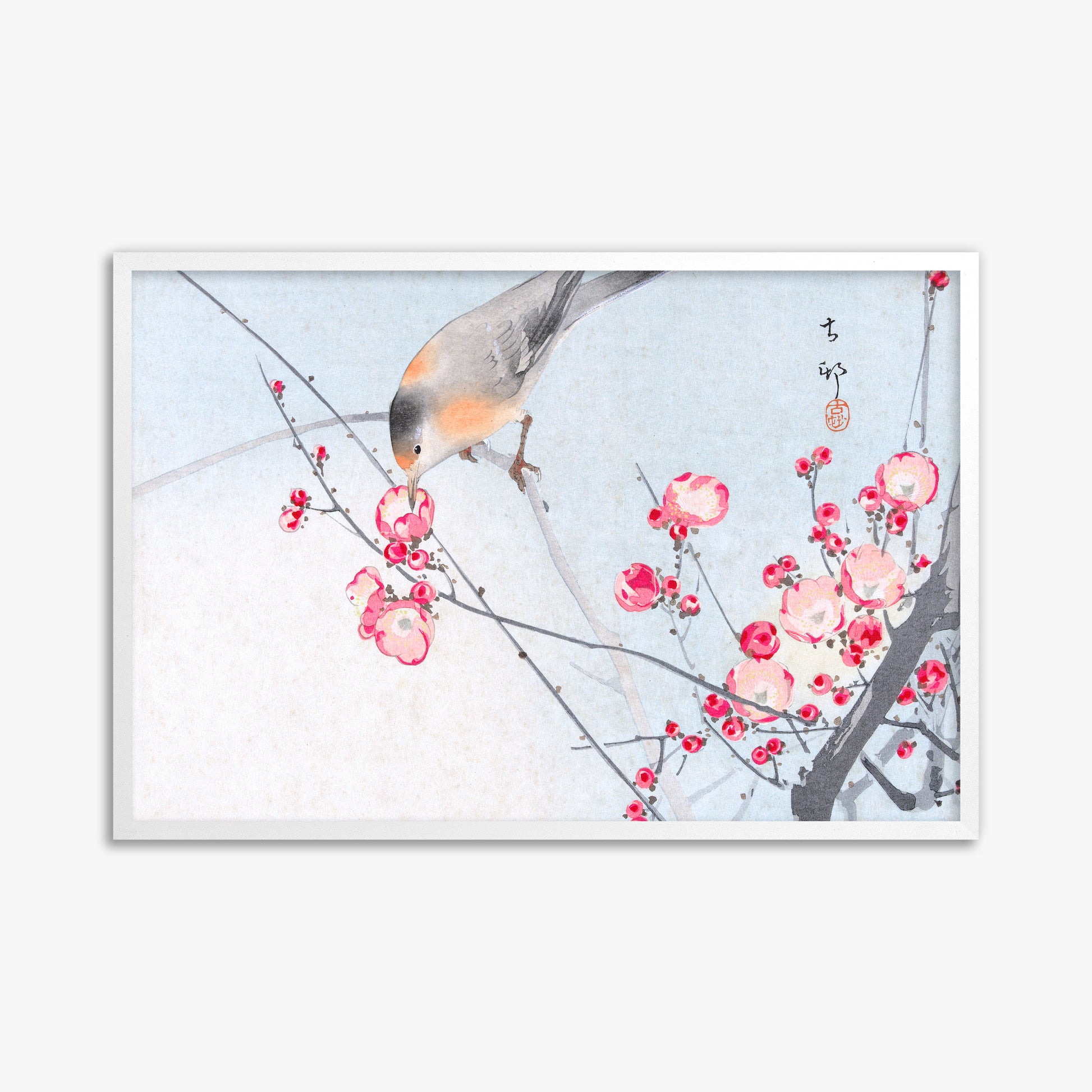 Ohara Koson: Songbird on Blossom Branch, 61x91cm Framed Art Reproduction With White Frame