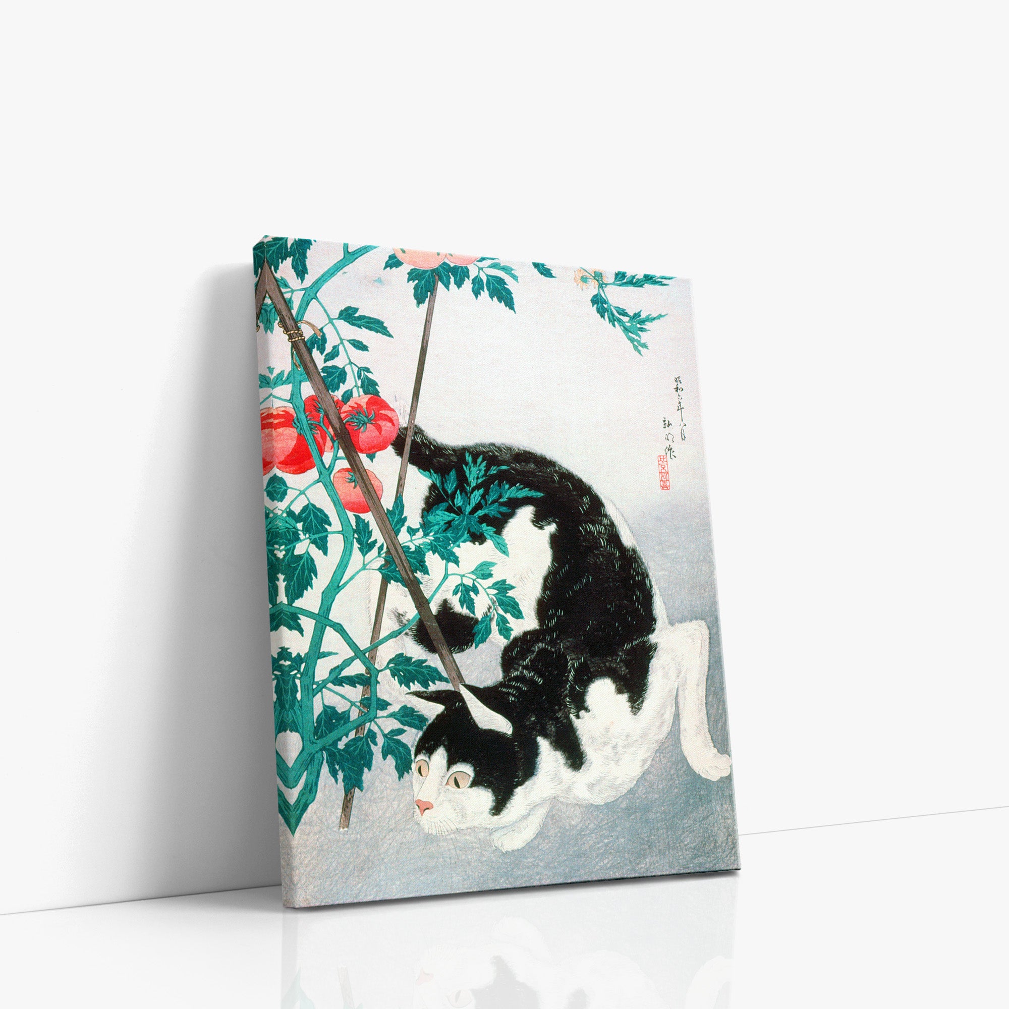 Chat avec un plant de tomates