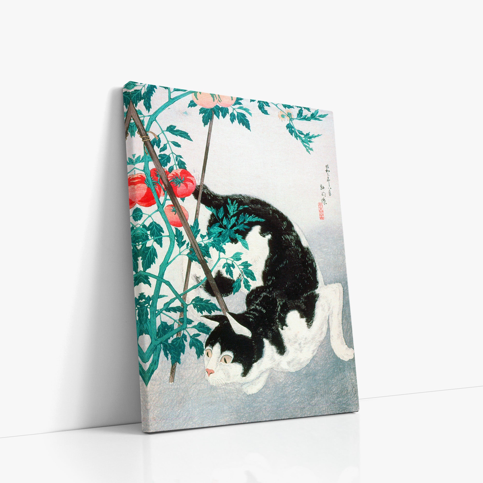 Chat avec un plant de tomates