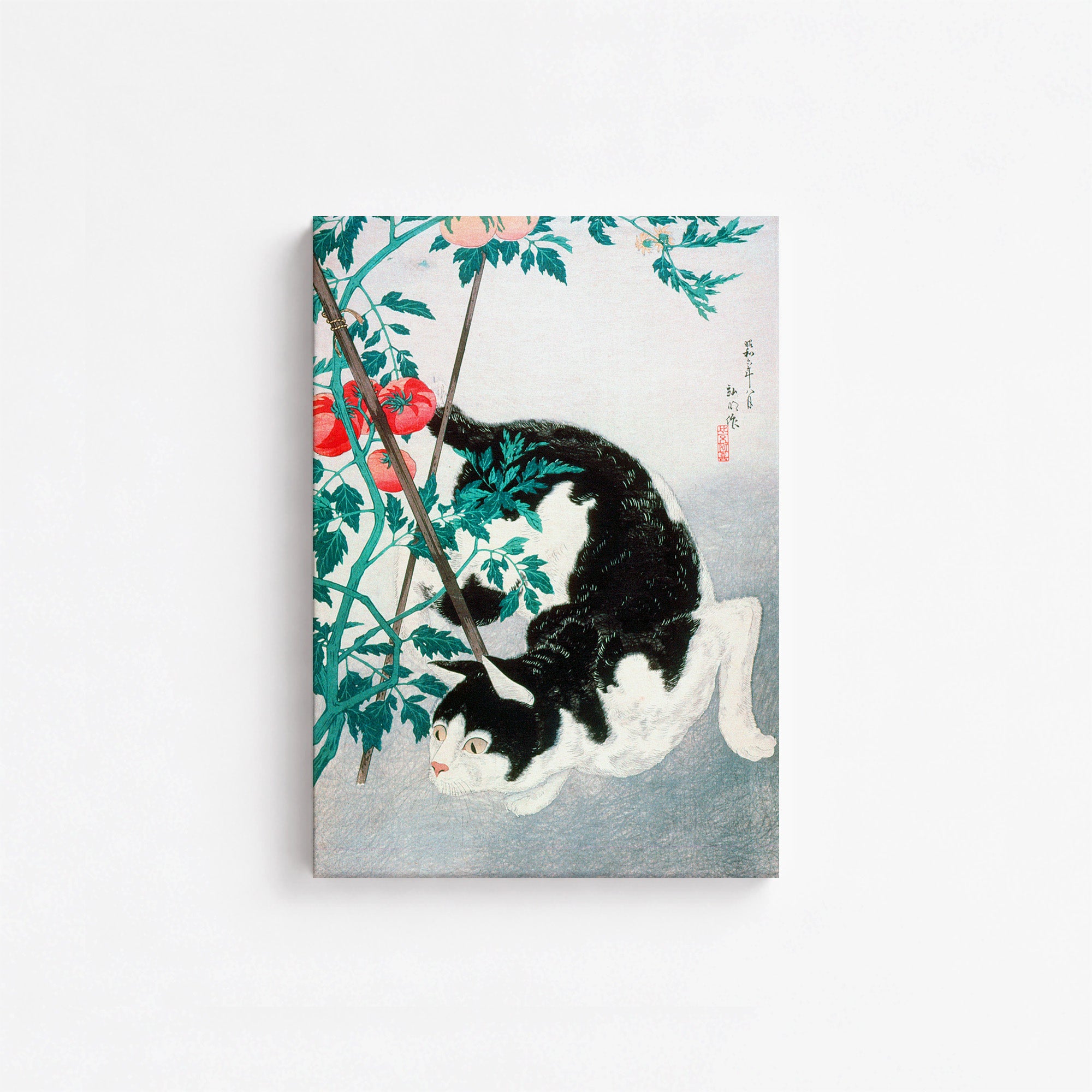 Chat avec un plant de tomates