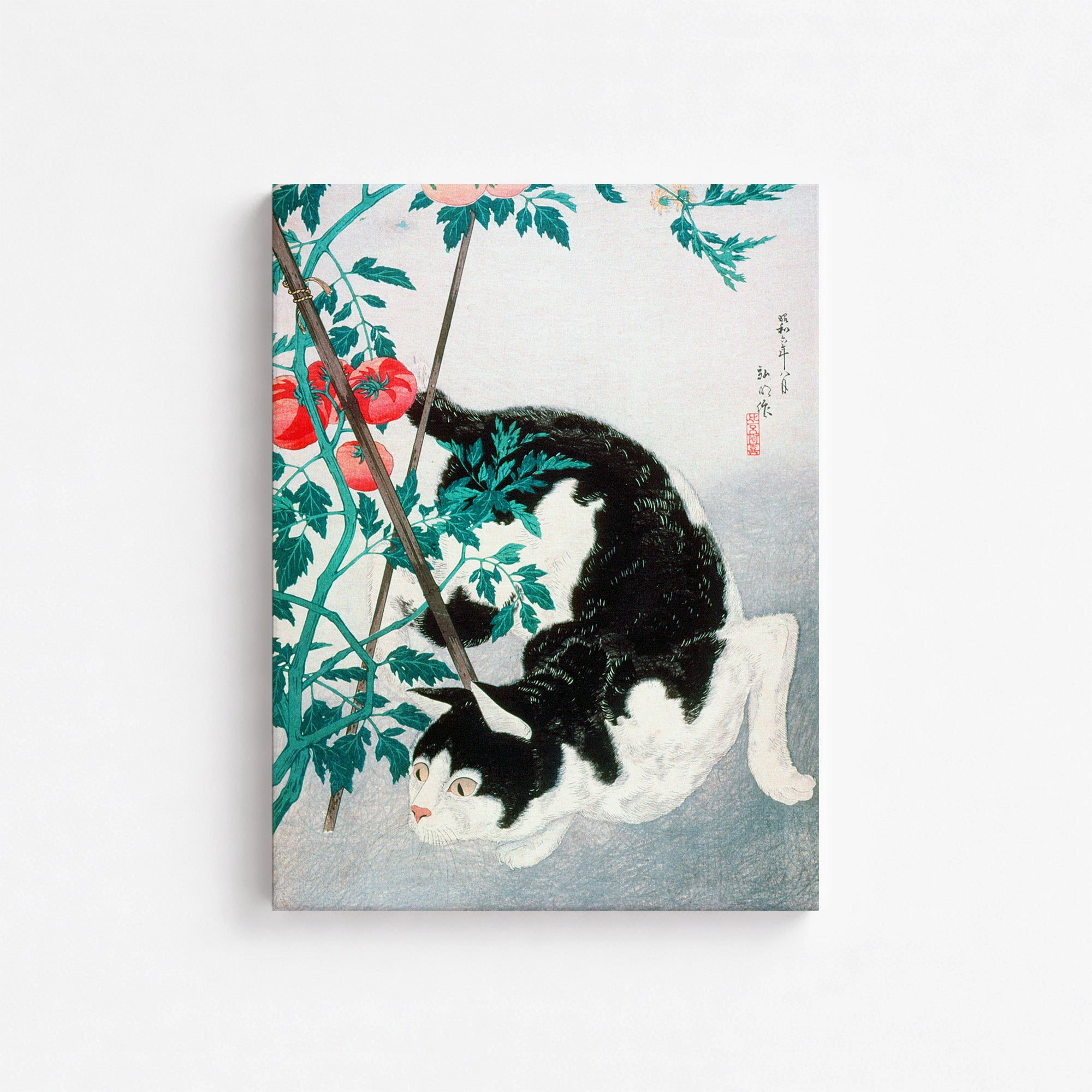 Chat avec un plant de tomates