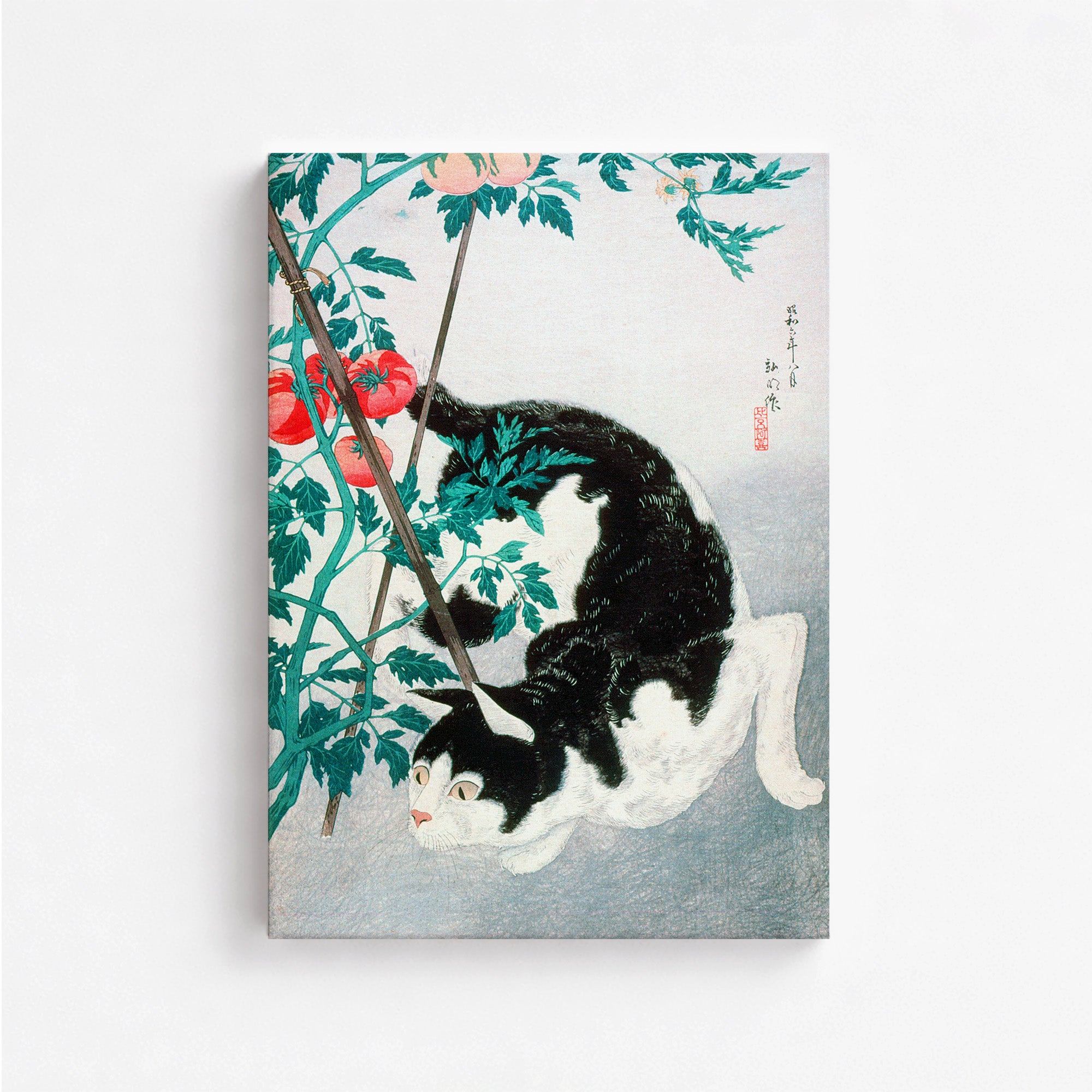 Chat avec un plant de tomates