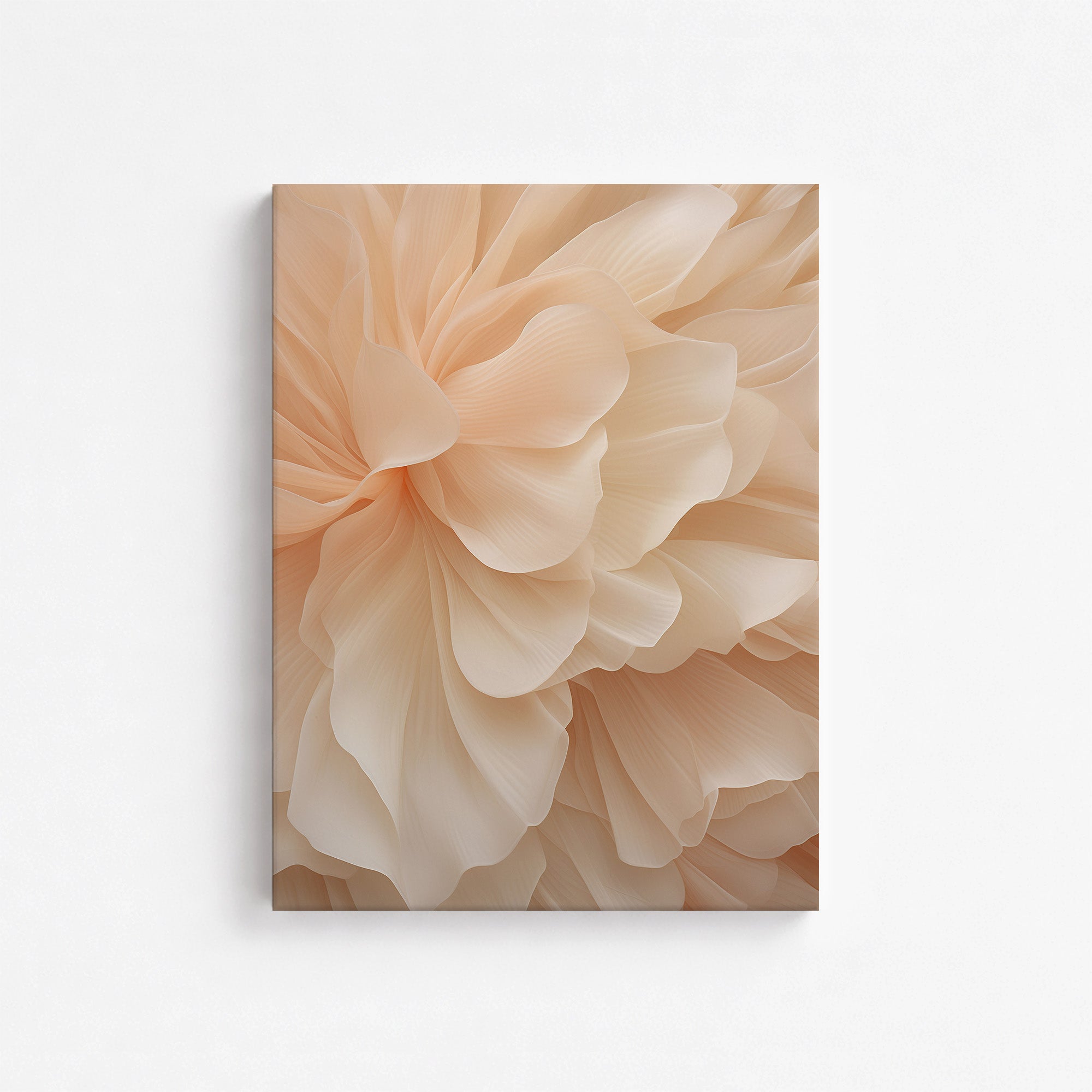 Voile de pivoine