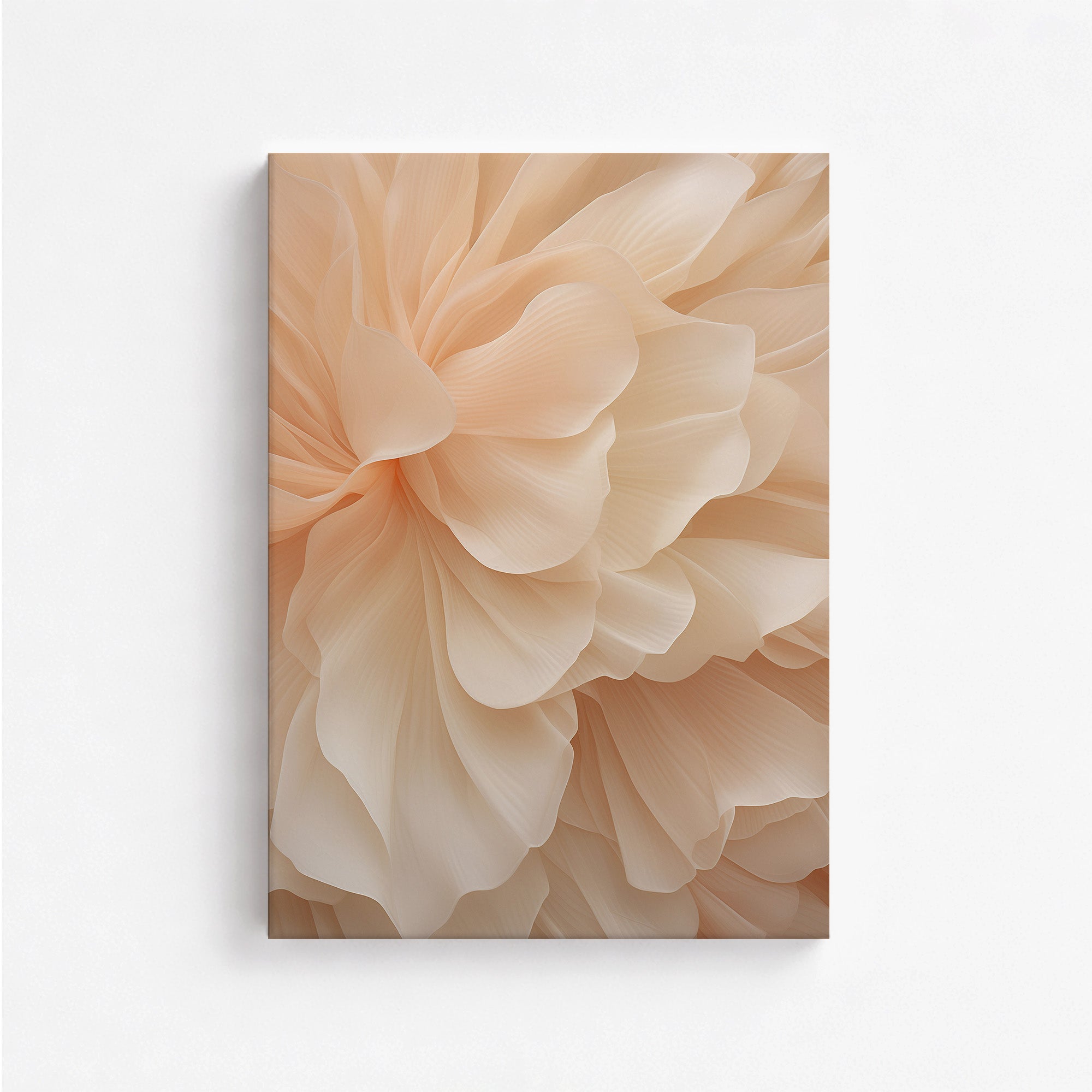 Voile de pivoine