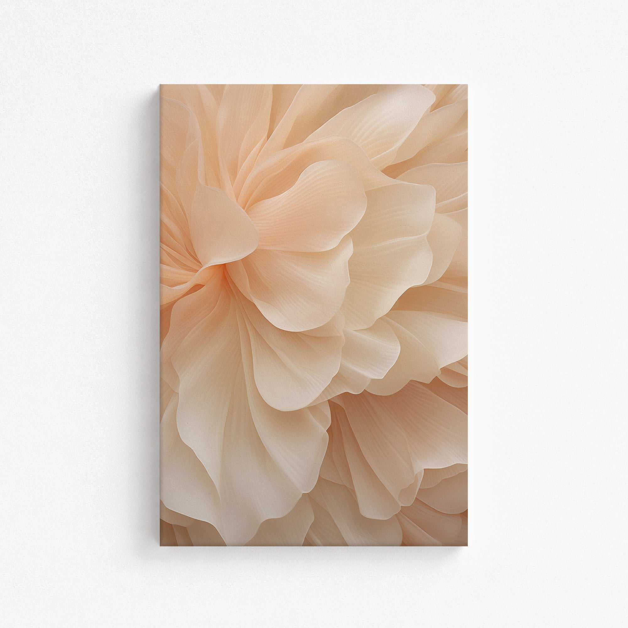 Voile de pivoine