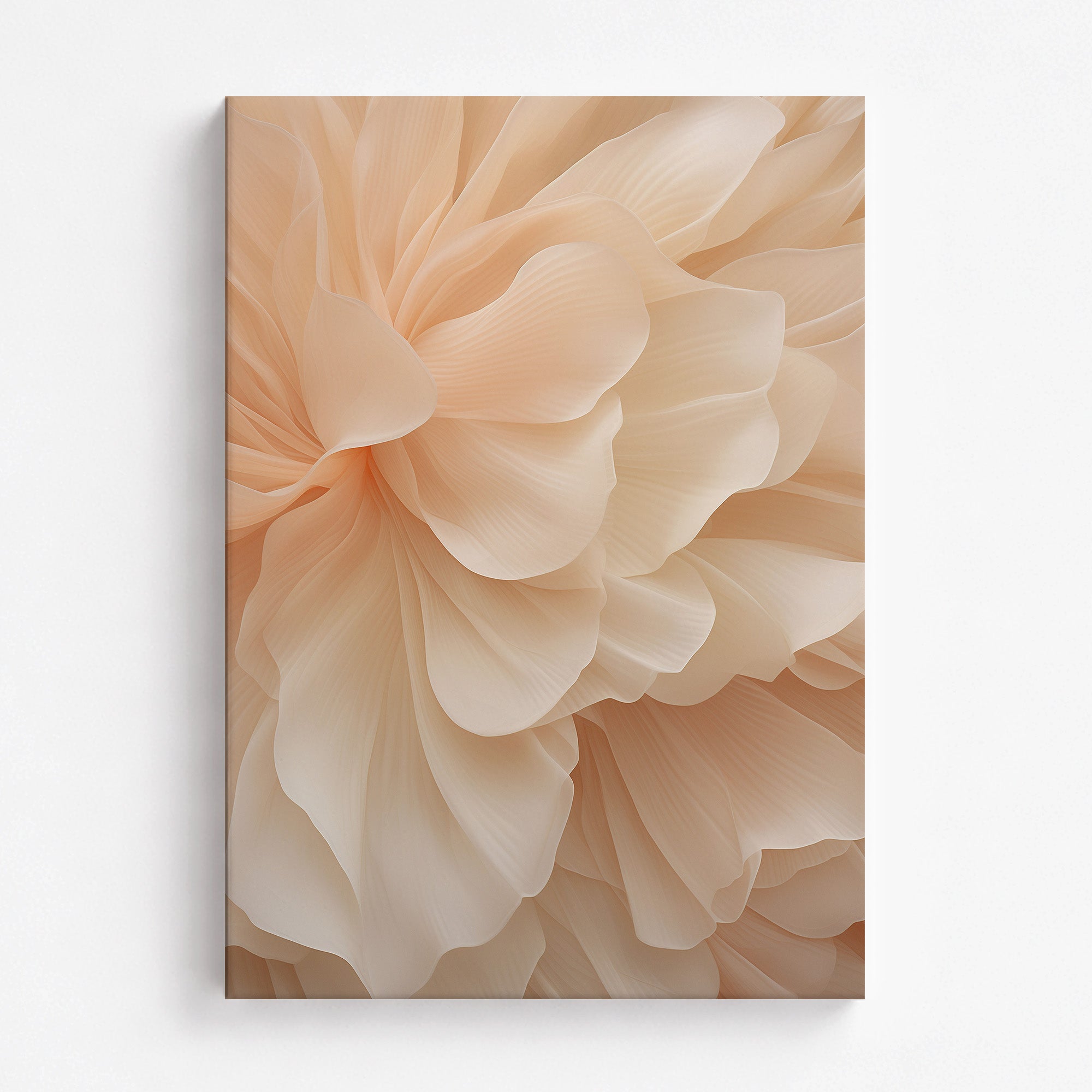Voile de pivoine