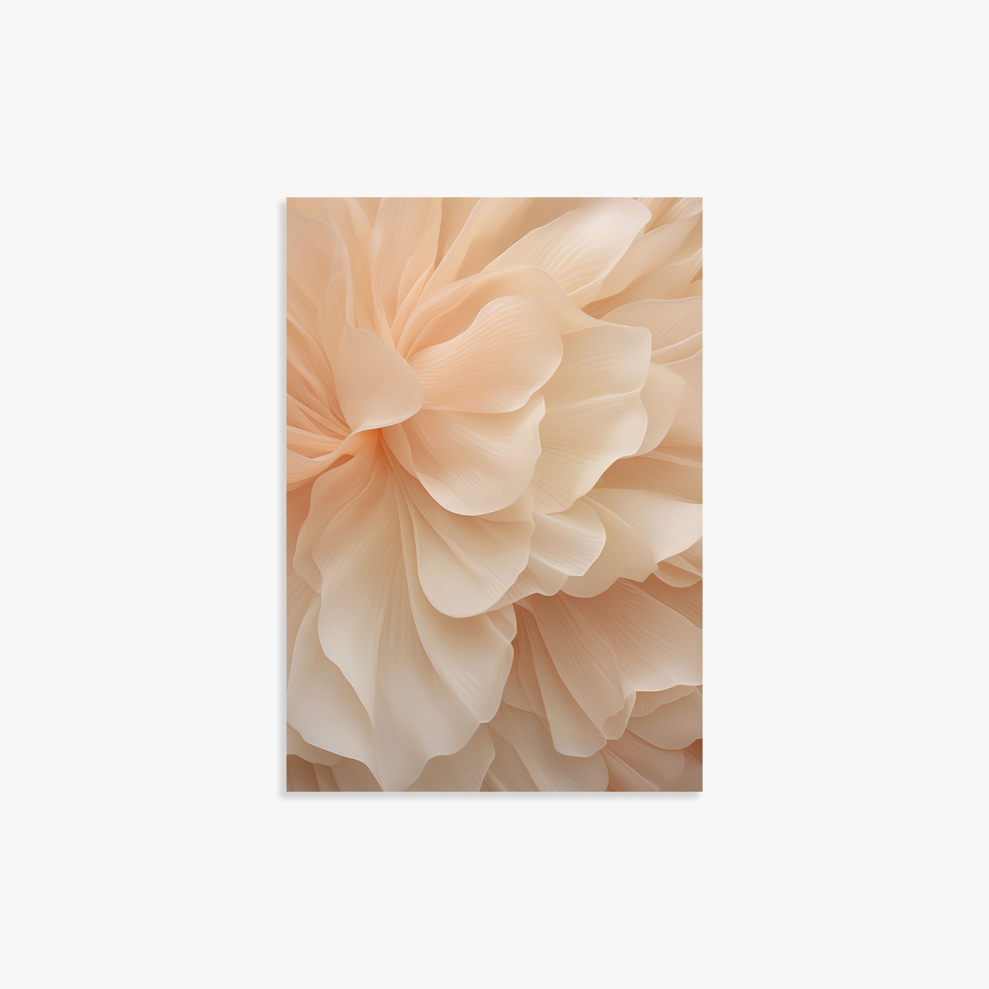 Peony Veil, 21x30cm Poster Unframed