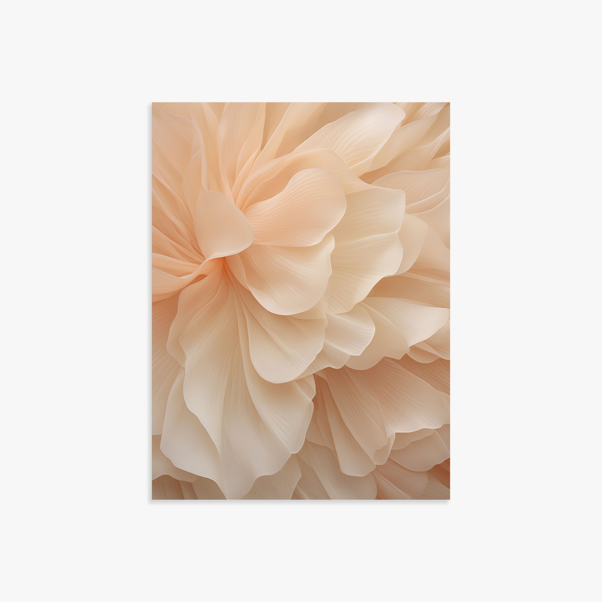 Peony Veil, 30x40cm Poster Unframed