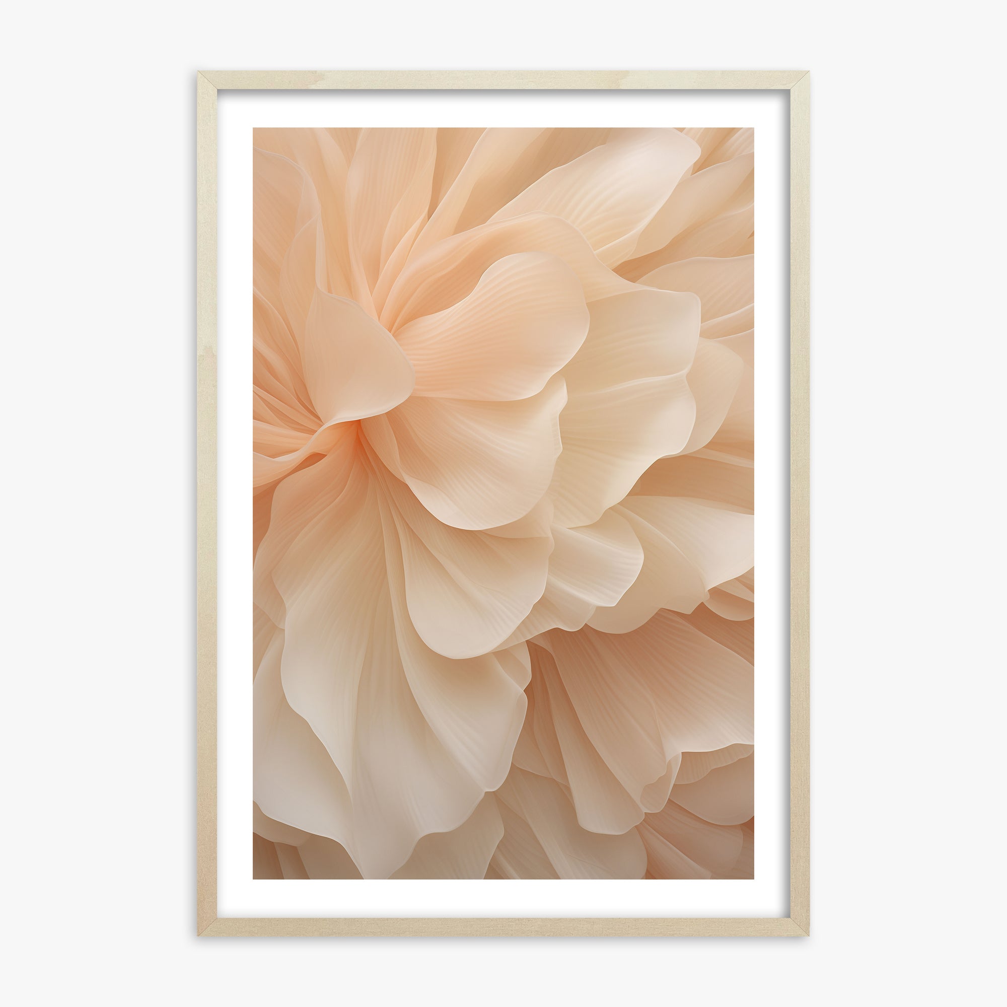 Peony Veil, 70x100cm Framed Art Reproduction With Lime Wood Frame