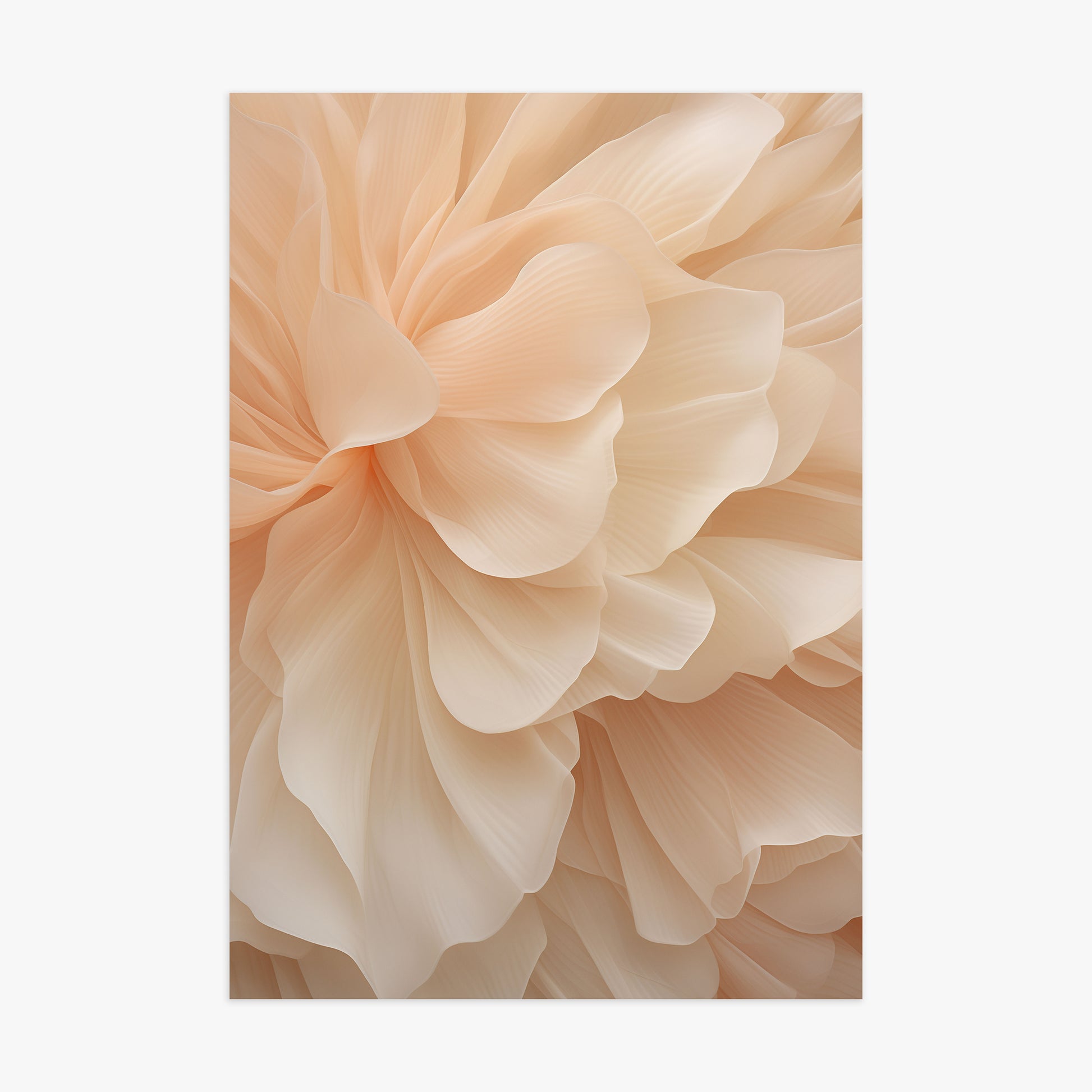 Peony Veil, 70x100cm Poster Unframed