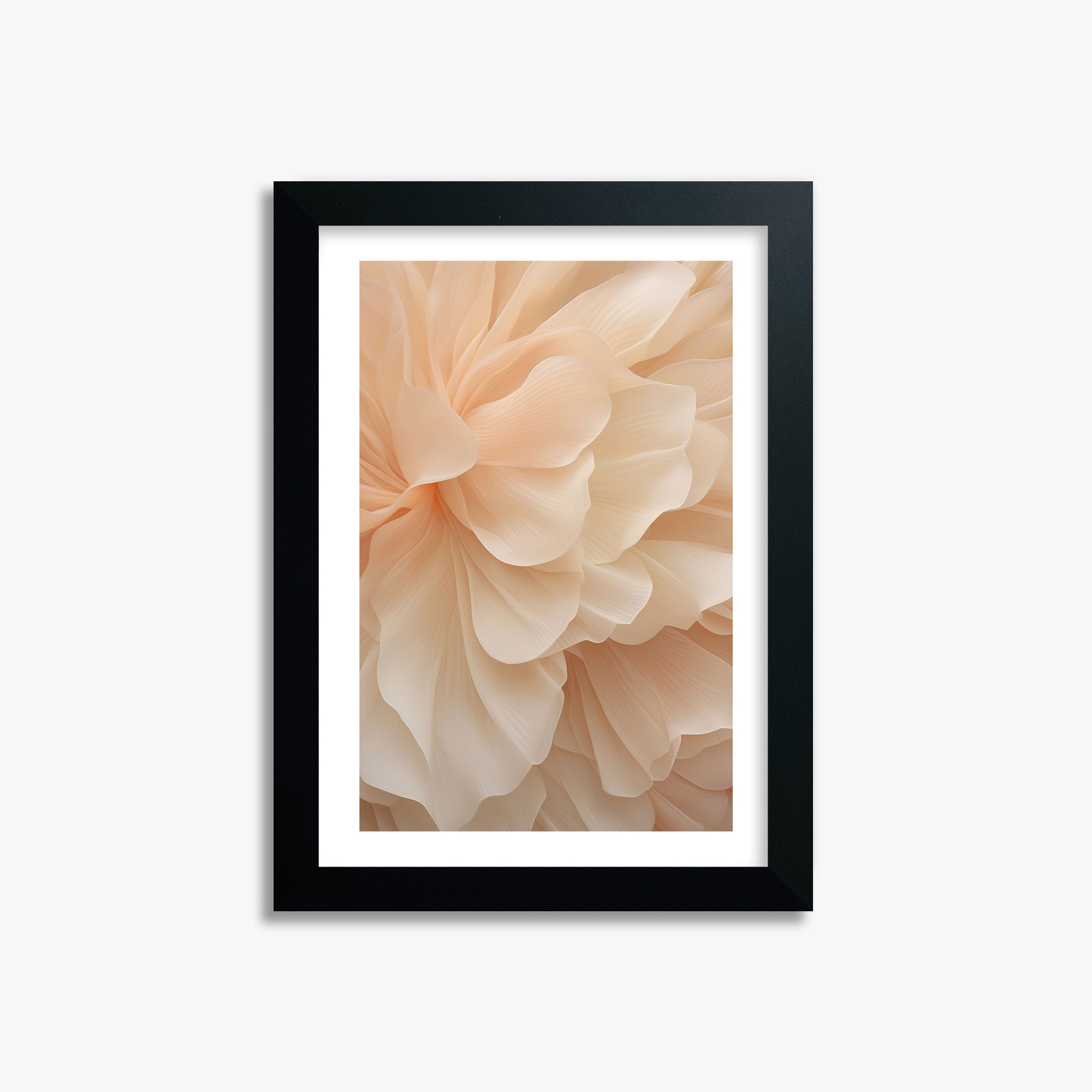 Peony Veil, 21x30cm Black Framed Art Reproduction