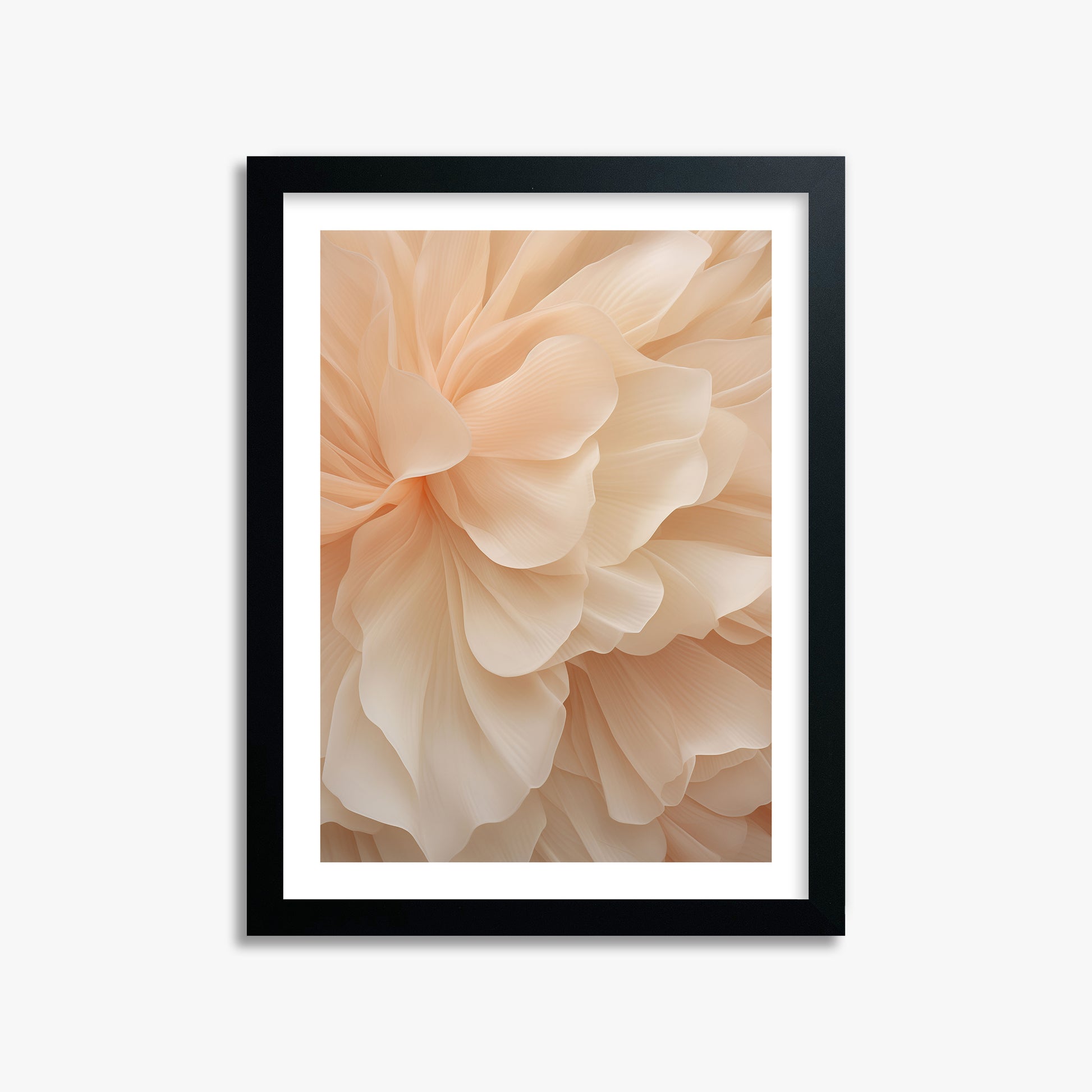 Peony Veil, 30x40cm Black Framed Art Reproduction
