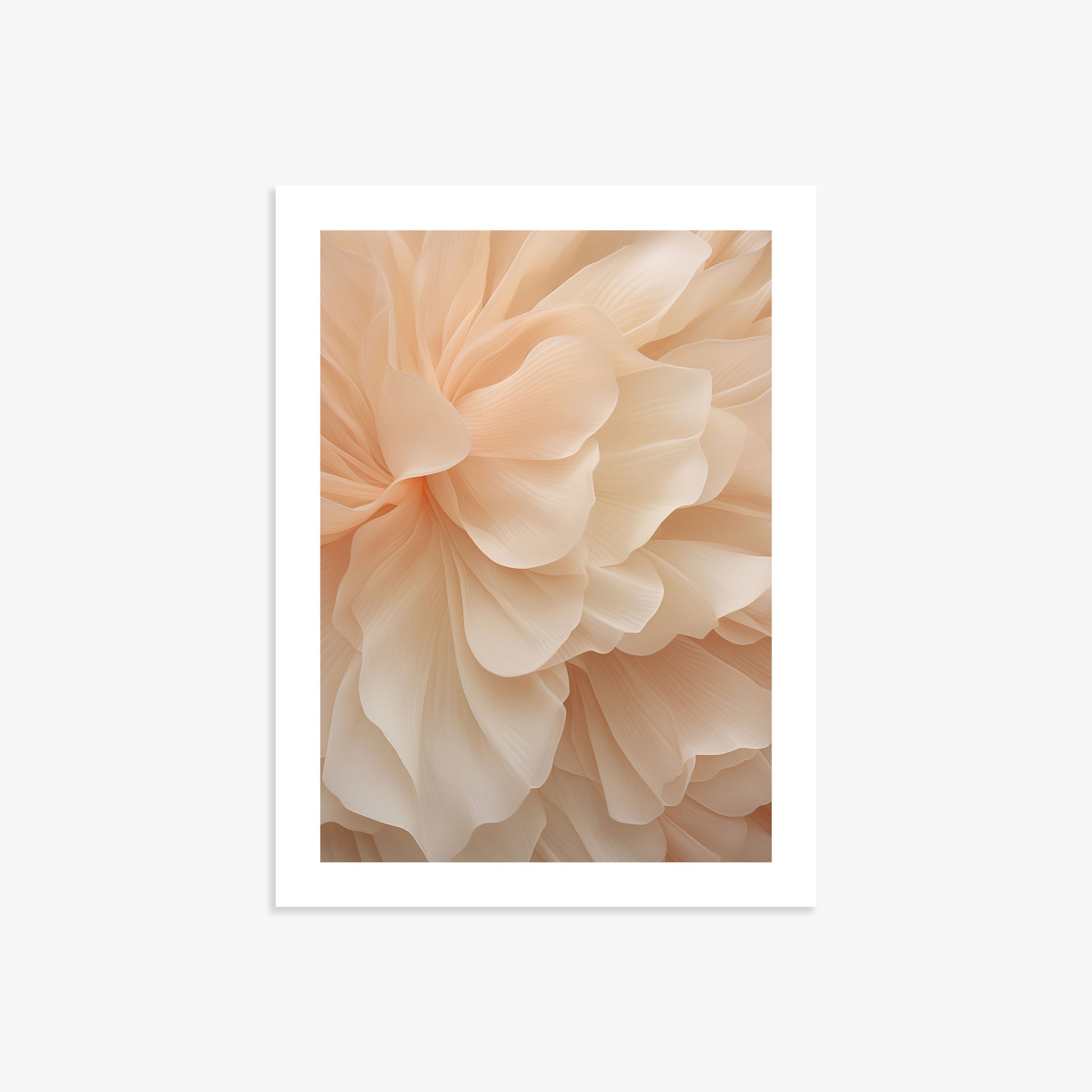Peony Veil, 30x40cm Printed Poster