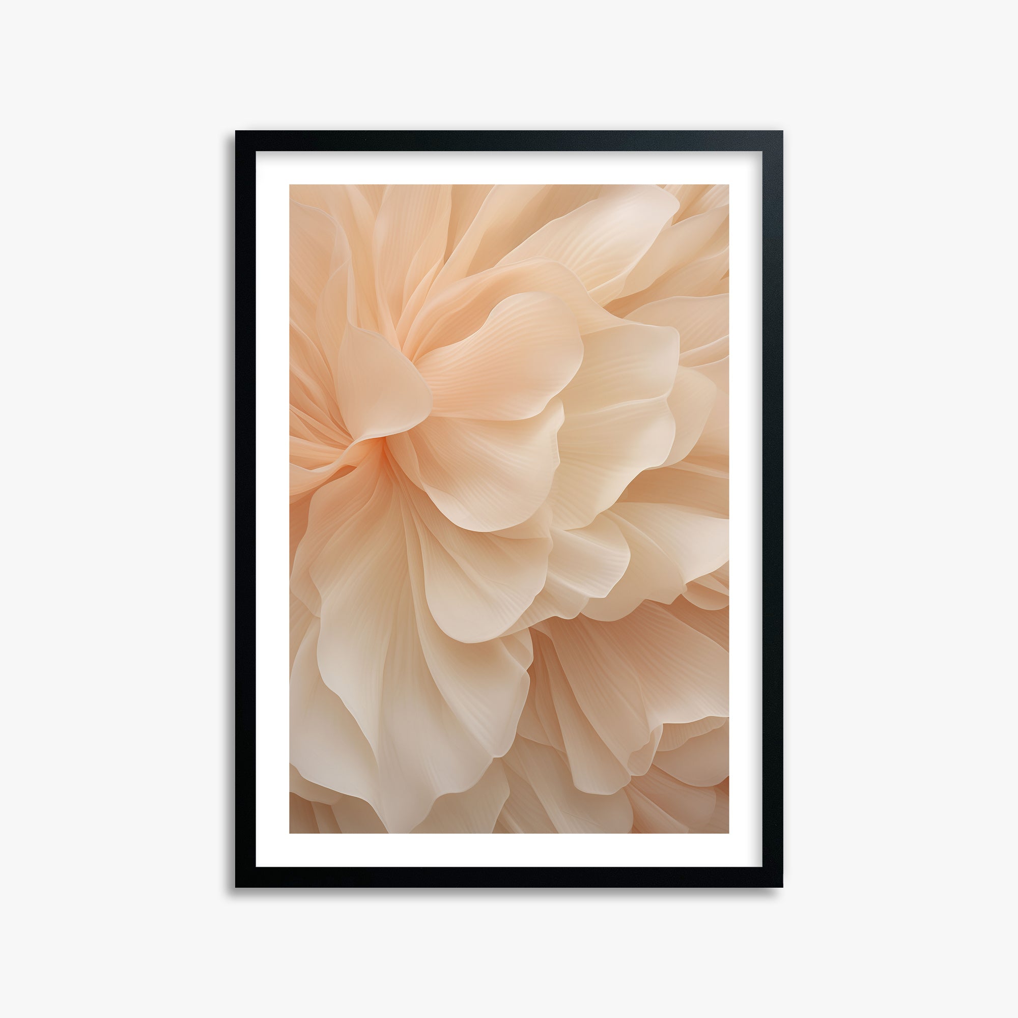 Peony Veil, 50x70cm Black Framed Art Reproduction