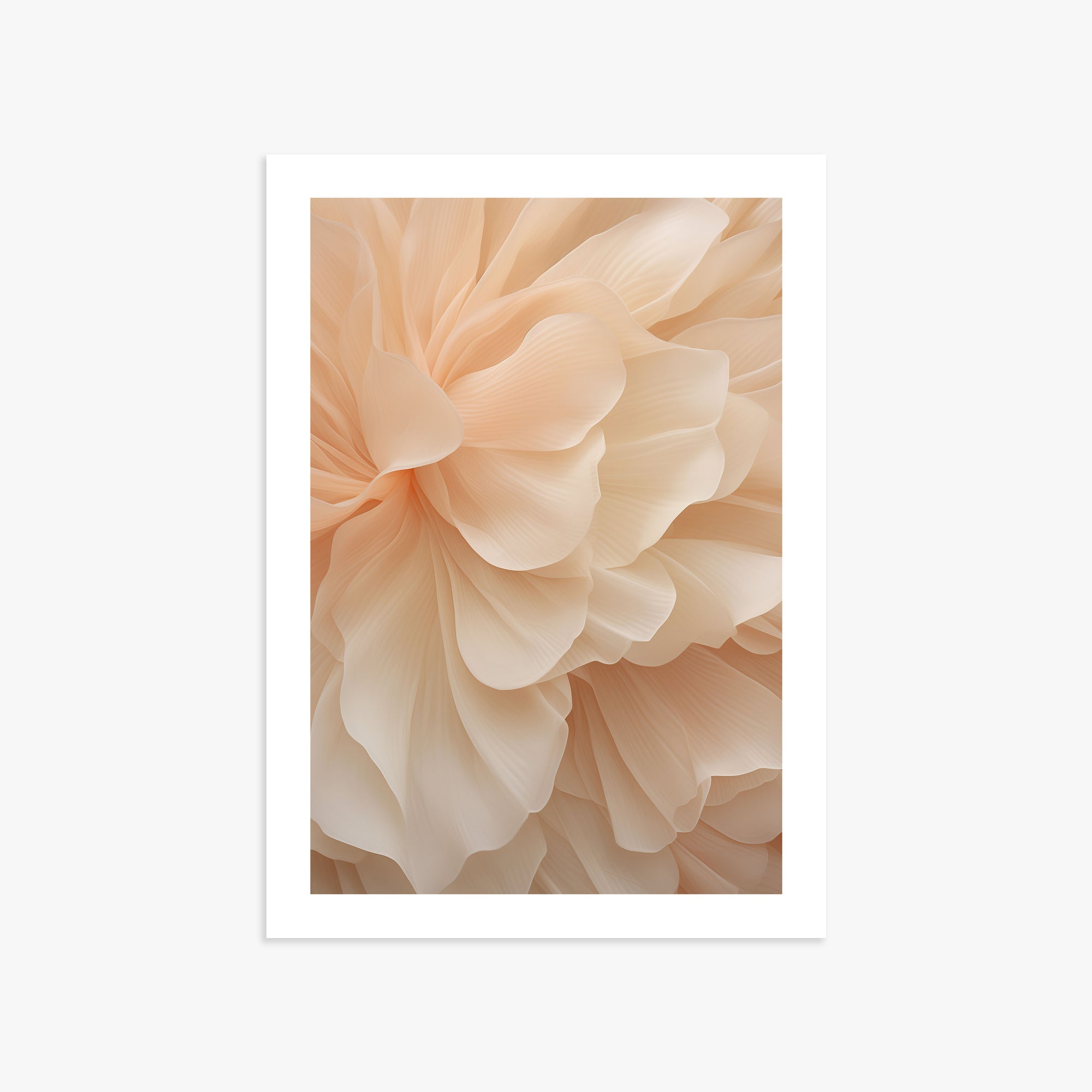 Peony Veil, 50x70cm Printed Poster