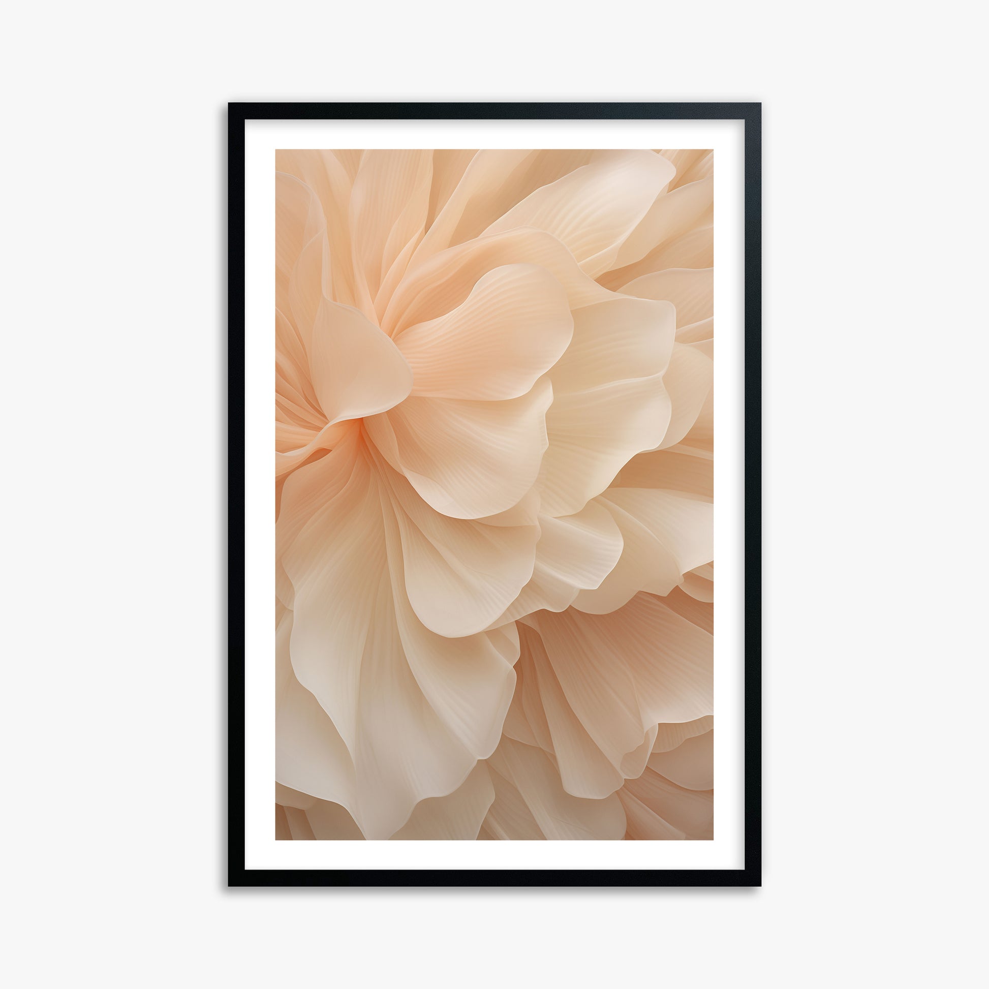 Peony Veil, 61x91cm Black Framed Art Reproduction