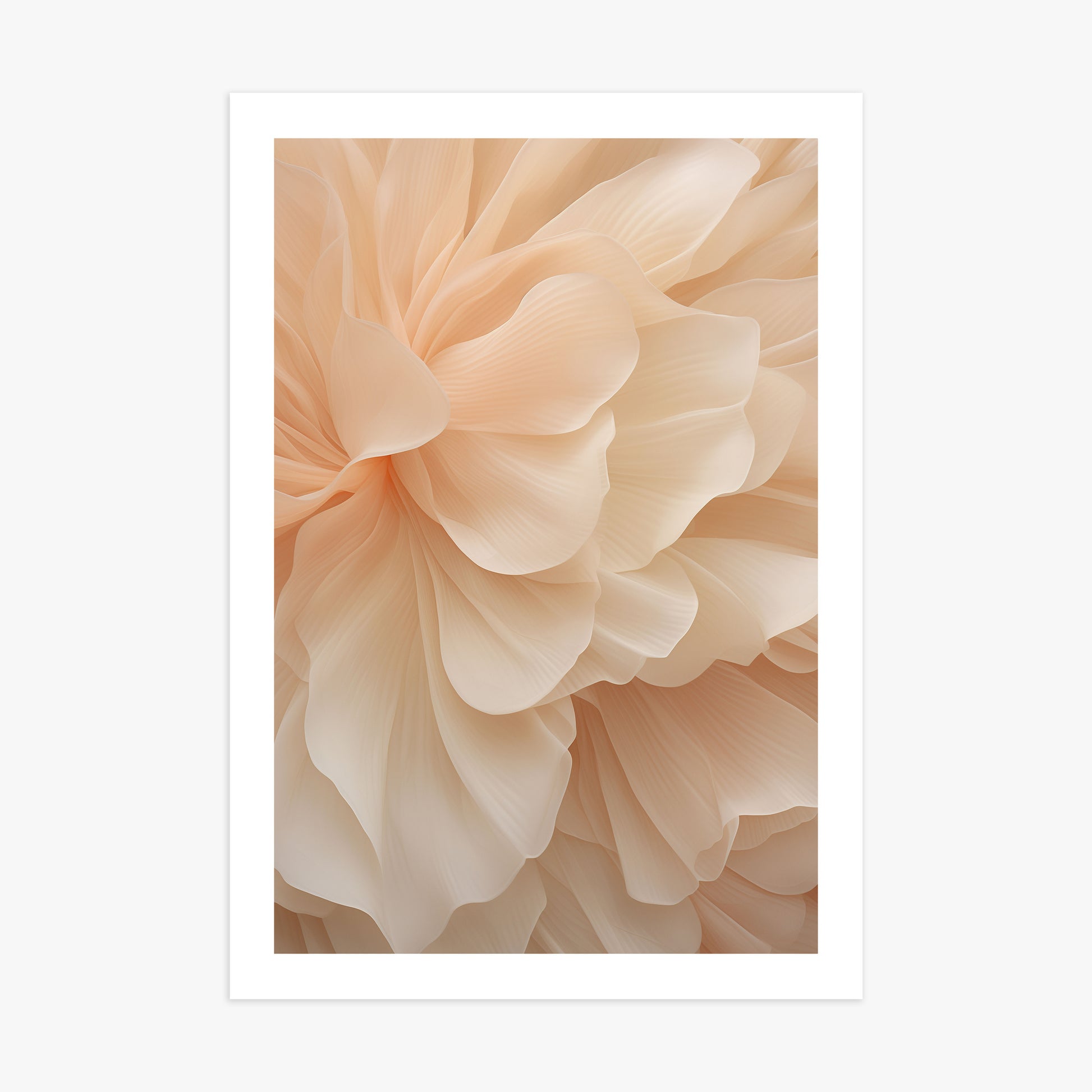 Peony Veil, 70x100cm Printed Poster