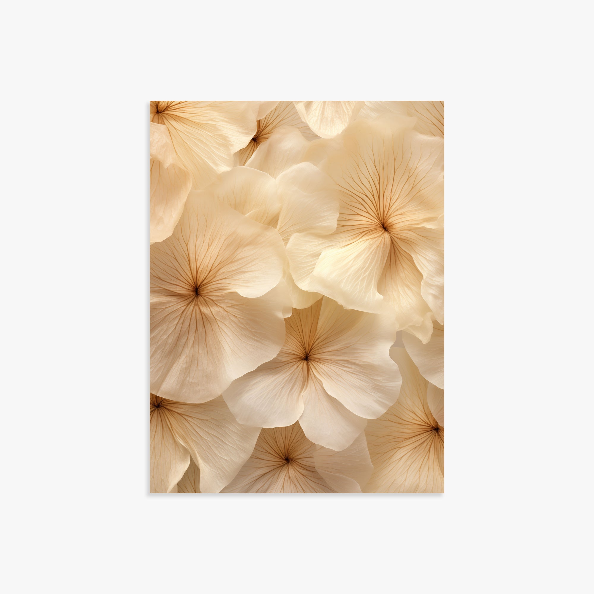 Ivory Blooms, 30x40cm Poster Unframed