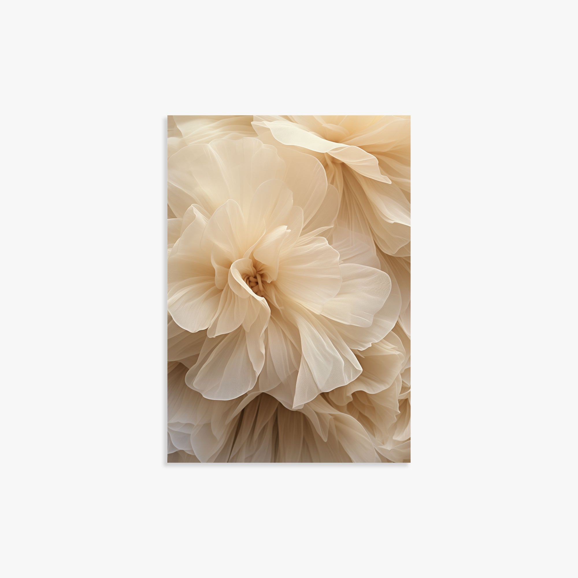 Ivory Petals Whisper, 21x30cm Poster Unframed
