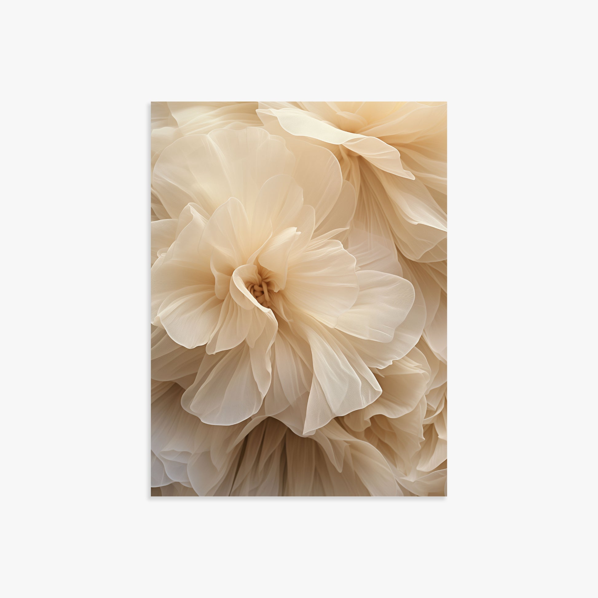 Ivory Petals Whisper, 30x40cm Poster Unframed