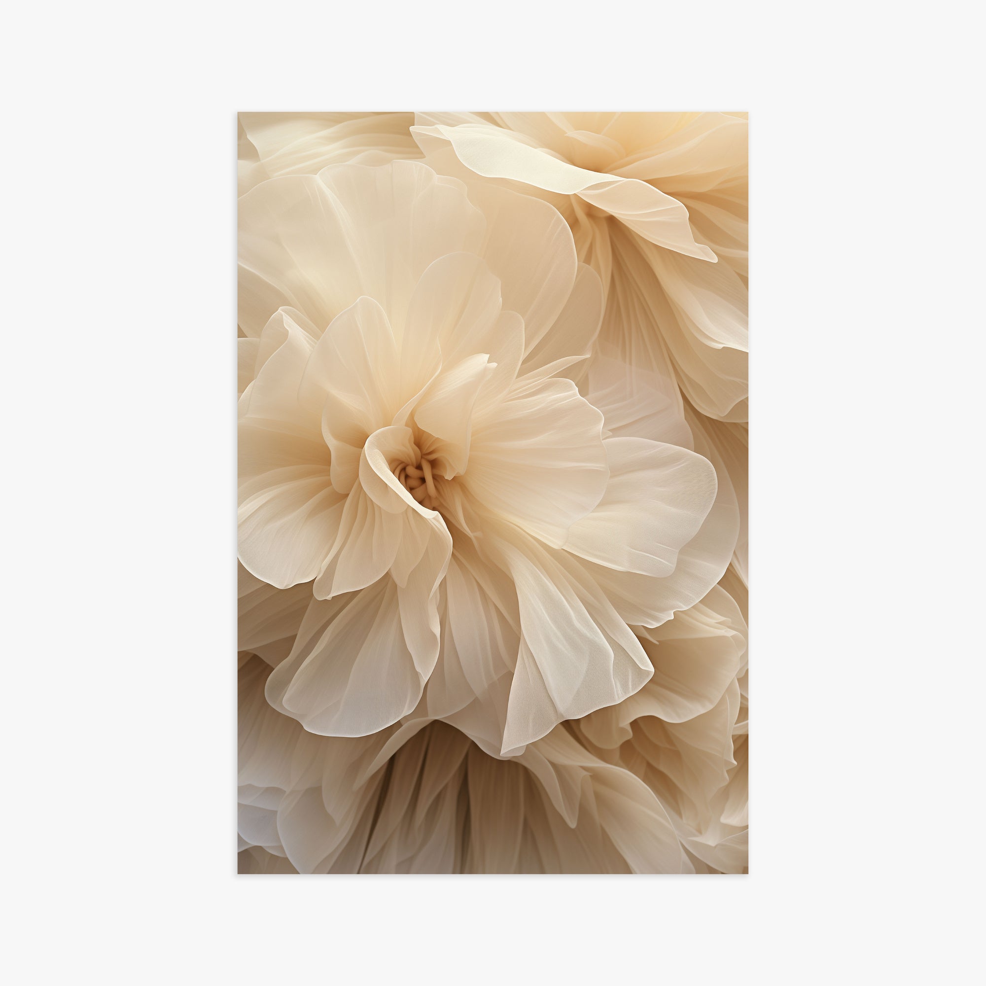 Ivory Petals Whisper, 61x91cm Poster Unframed