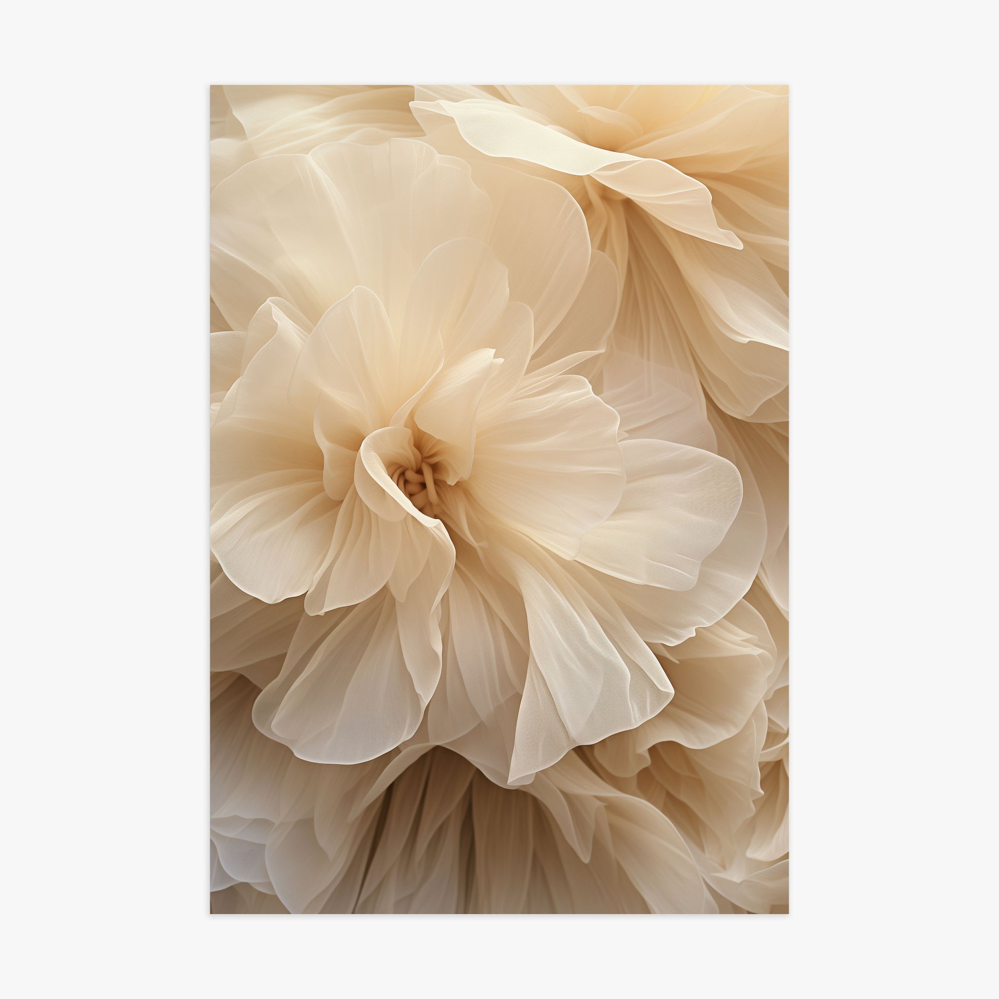 Ivory Petals Whisper, 70x100cm Poster Unframed