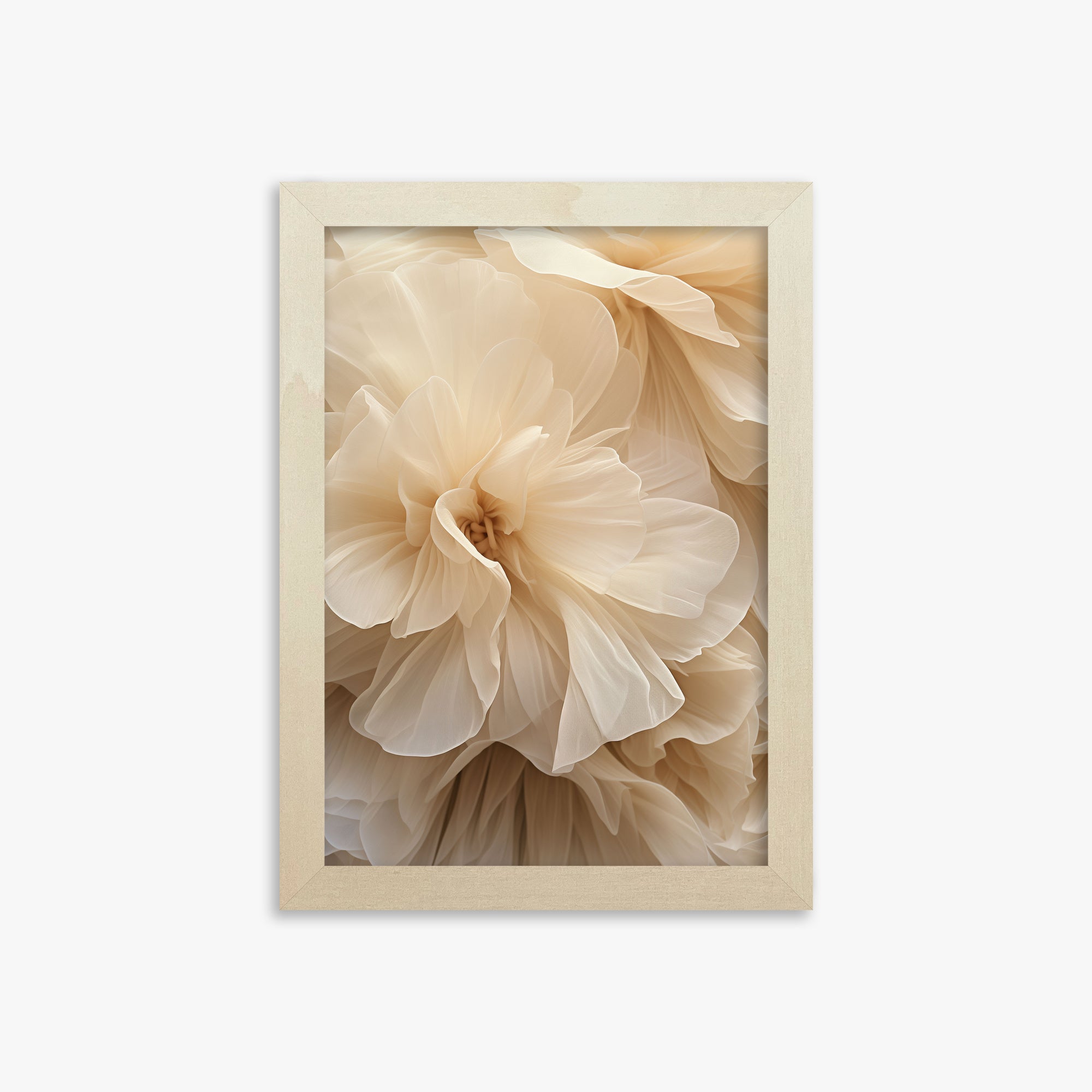 Petali d'avorio Whisper