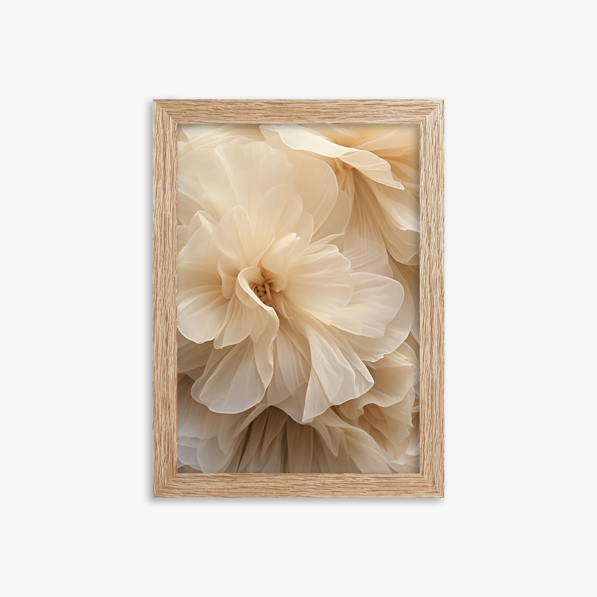 Petali d'avorio Whisper