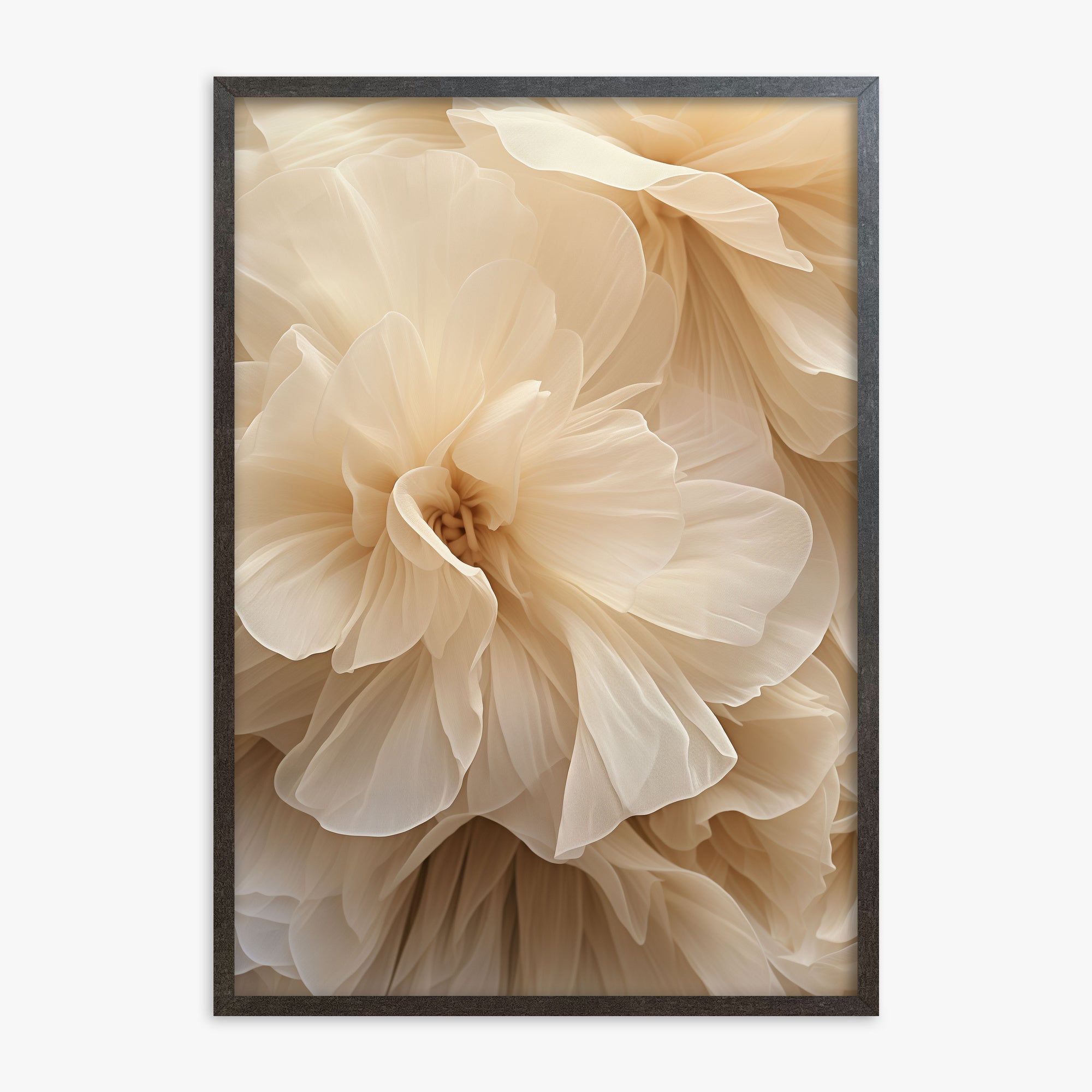 Petali d'avorio Whisper