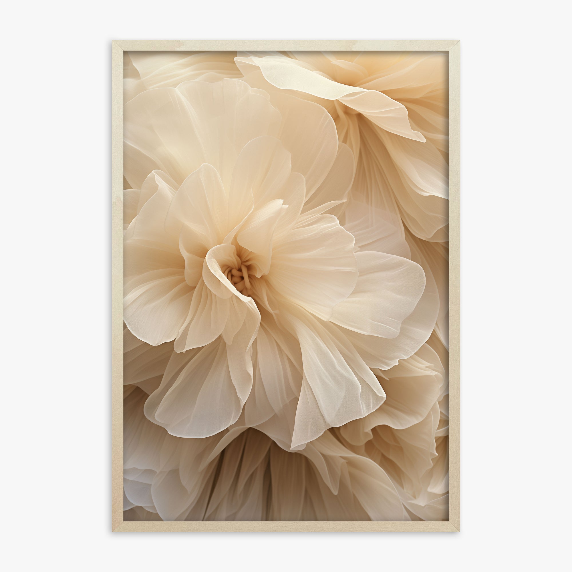 Petali d'avorio Whisper