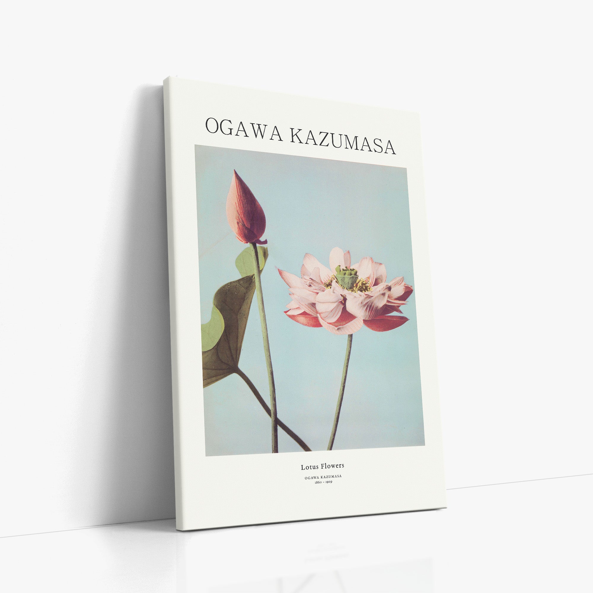 Lotus Flowers - Gallery-style
