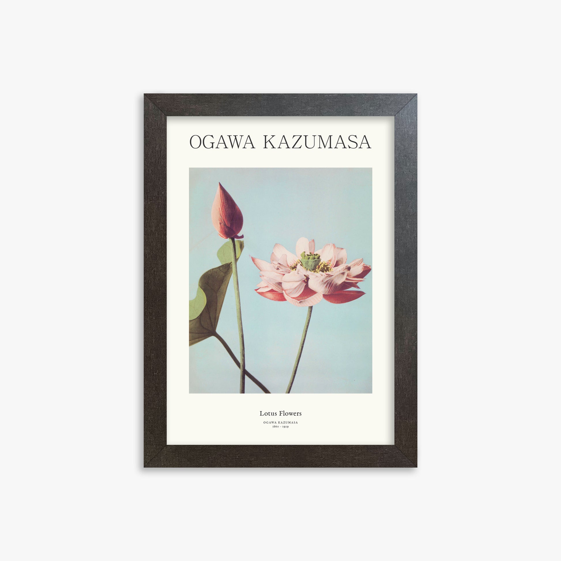 Ogawa Kazumasa: Lotus Flowers - Japandi, 21x30cm Framed Art Reproduction With Espresso Frame