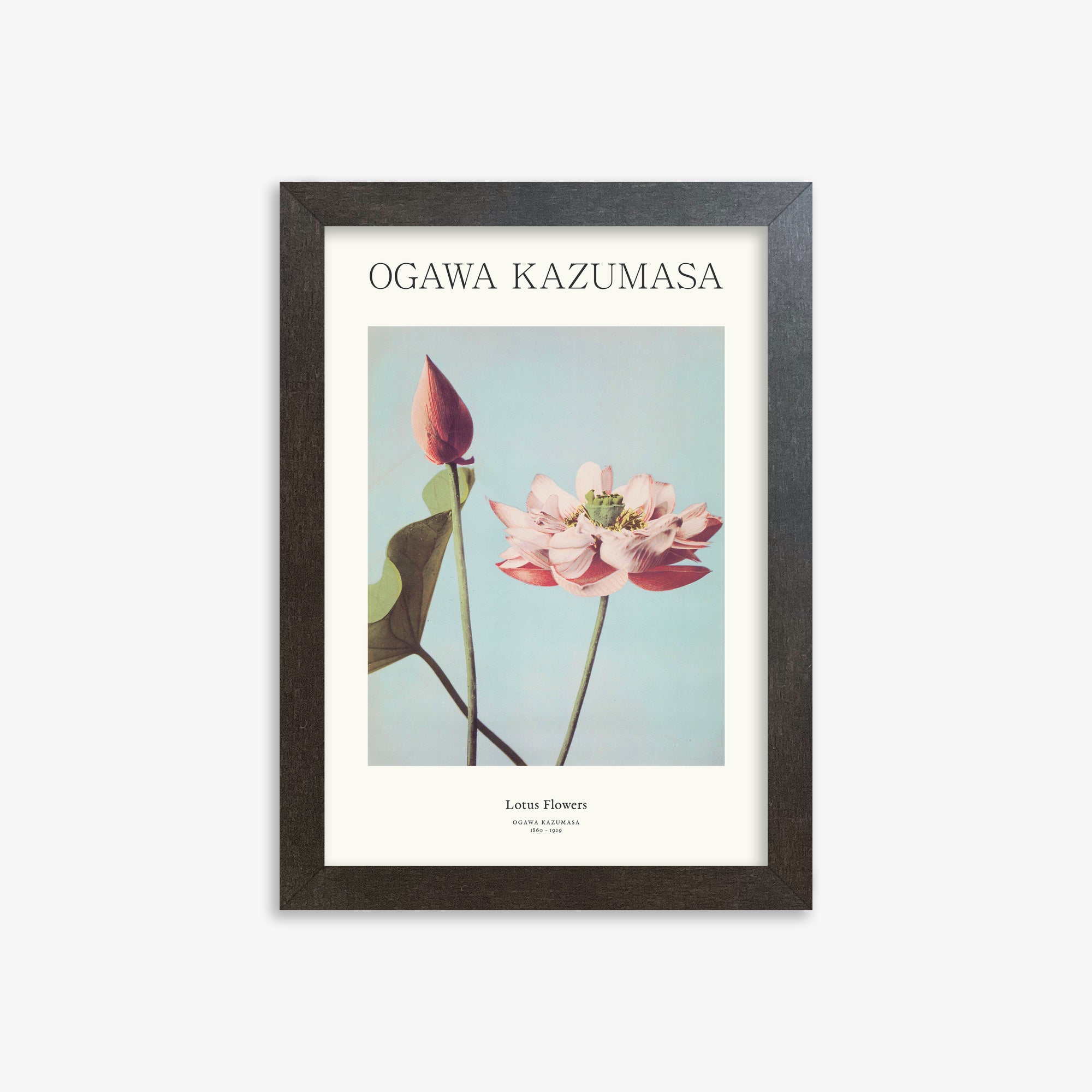 Ogawa Kazumasa: Lotus Flowers - Japandi, 21x30cm Framed Art Reproduction With Espresso Frame
