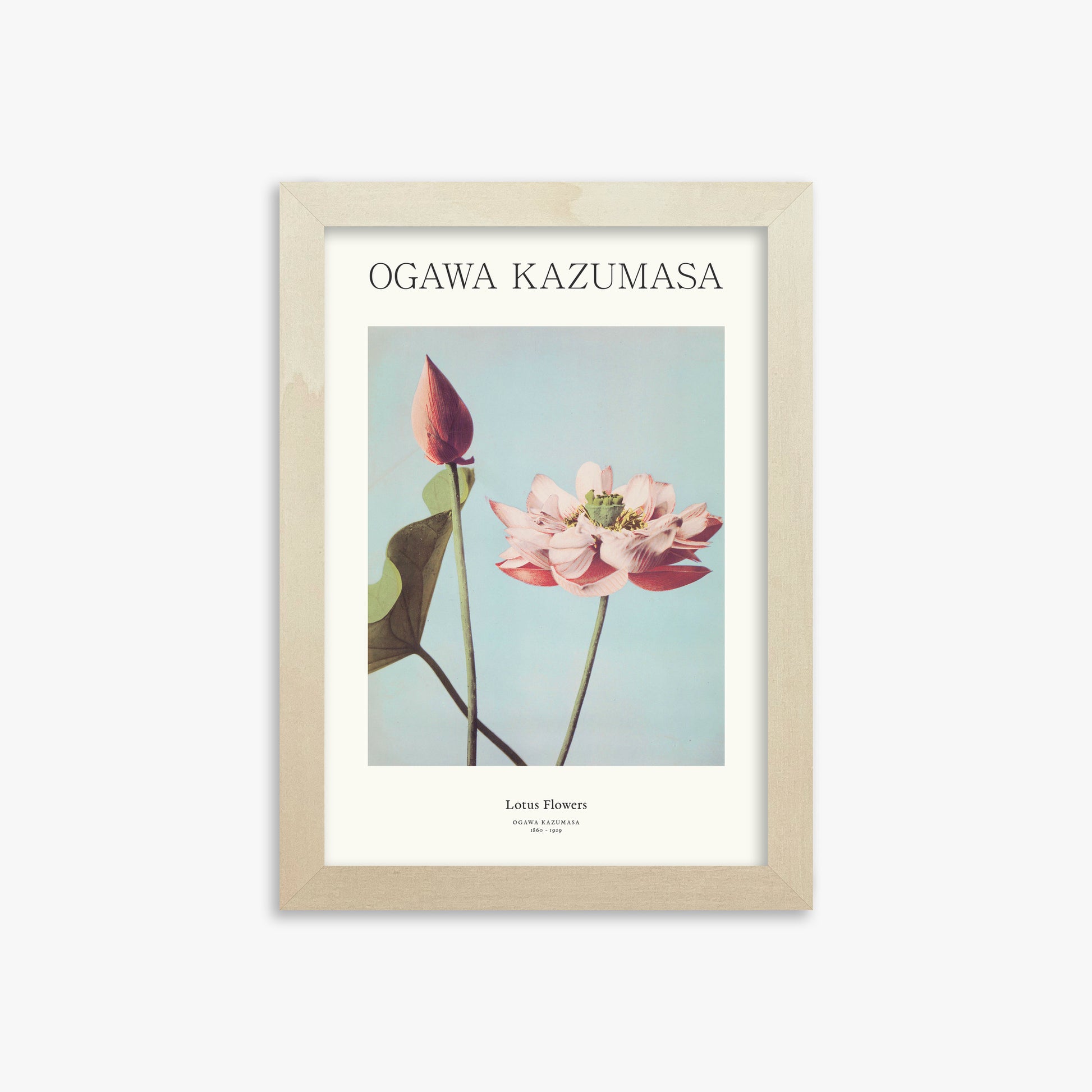 Ogawa Kazumasa: Lotus Flowers - Japandi, 21x30cm Framed Art Reproduction With Lime Wood Frame