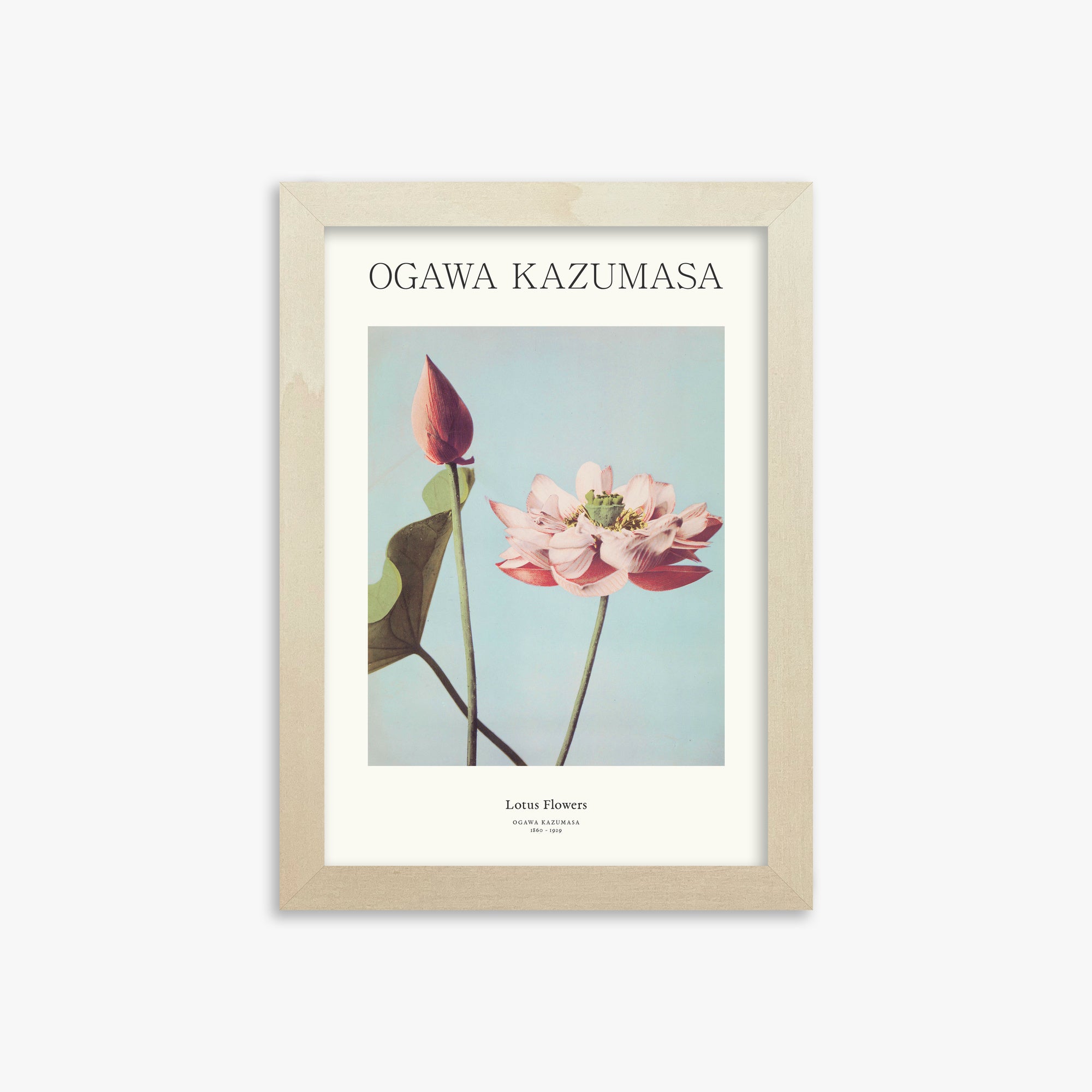 Ogawa Kazumasa: Lotus Flowers - Japandi, 21x30cm Framed Art Reproduction With Lime Wood Frame