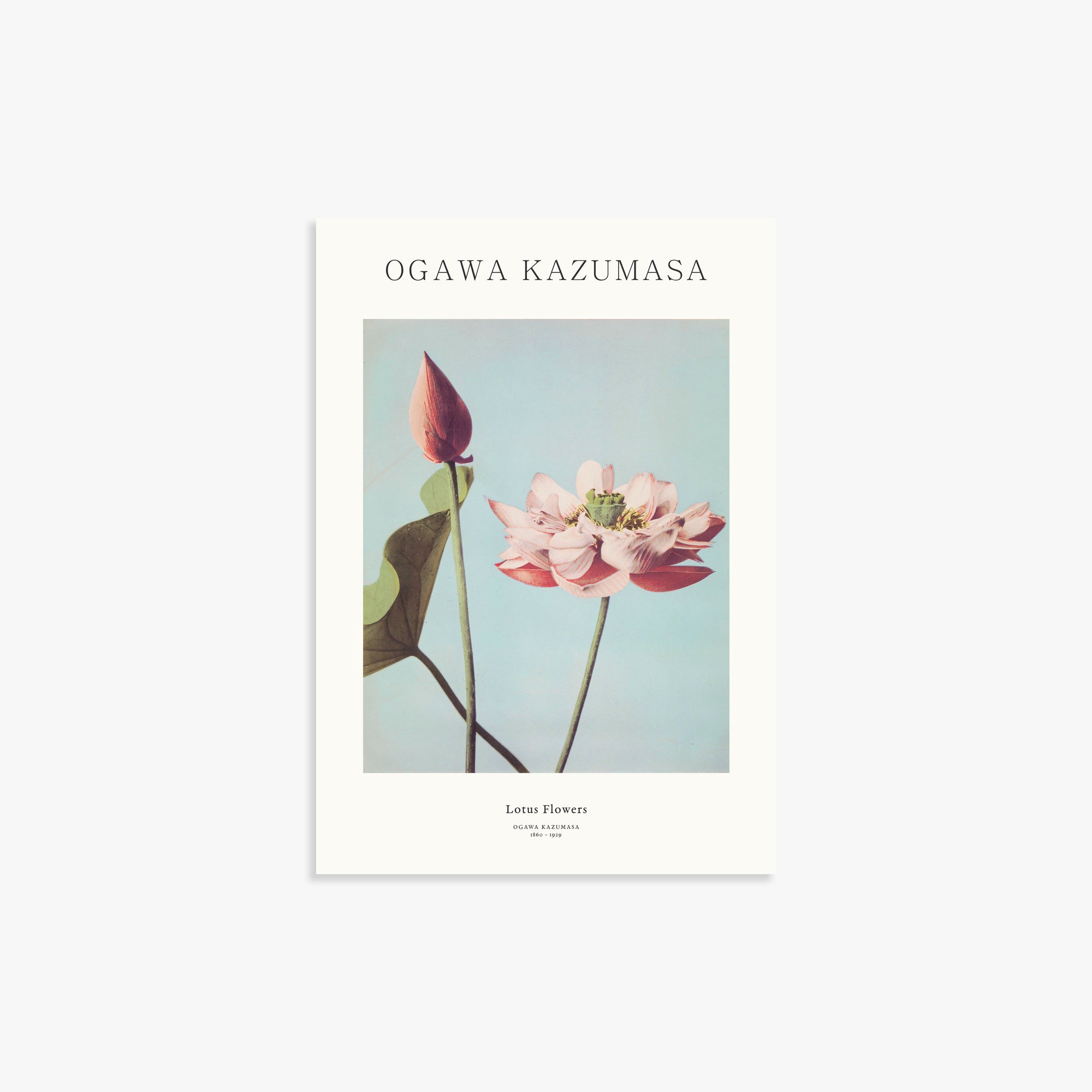 Ogawa Kazumasa: Lotus Flowers - Gallery-style, Japanese Wall Art