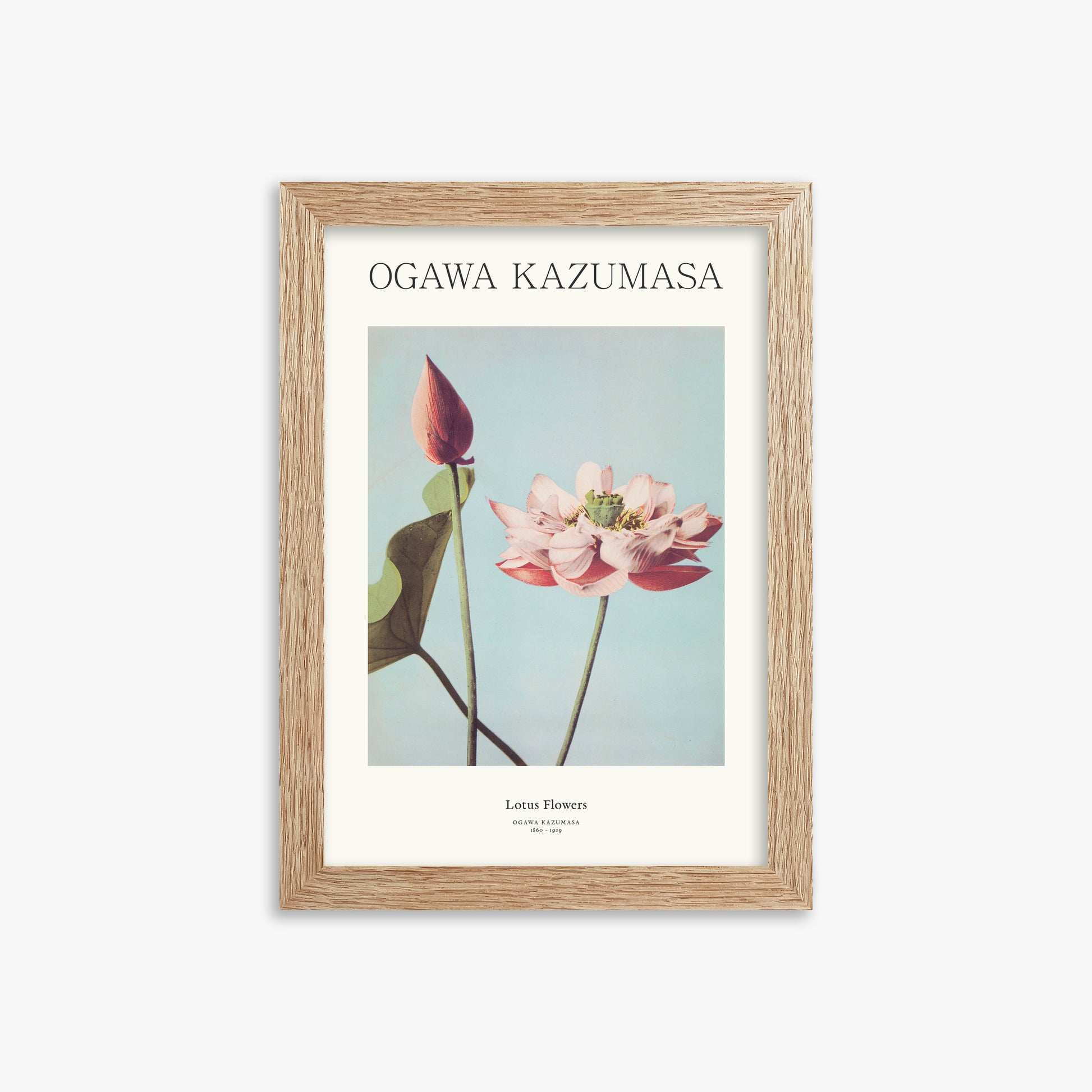 Ogawa Kazumasa: Lotus Flowers - Japandi, 21x30cm Framed Art Reproduction With Raw Oak Frame