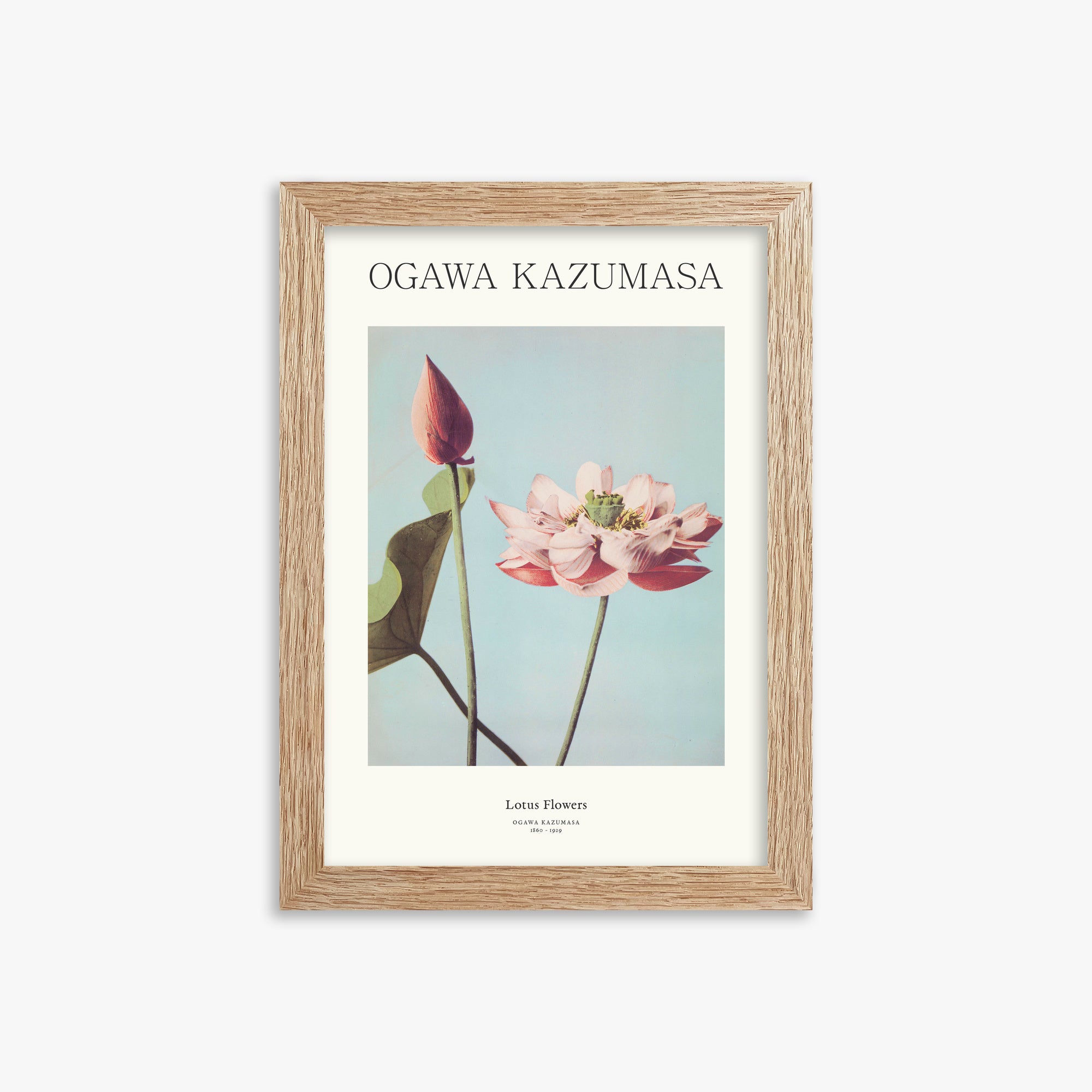 Ogawa Kazumasa: Lotus Flowers - Japandi, 21x30cm Framed Art Reproduction With Raw Oak Frame