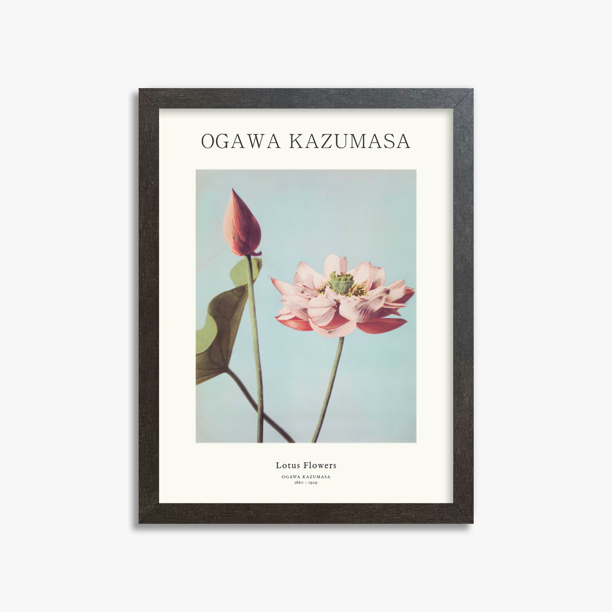 Ogawa Kazumasa: Lotus Flowers - Japandi, 30x40cm Framed Art Reproduction With Espresso Frame