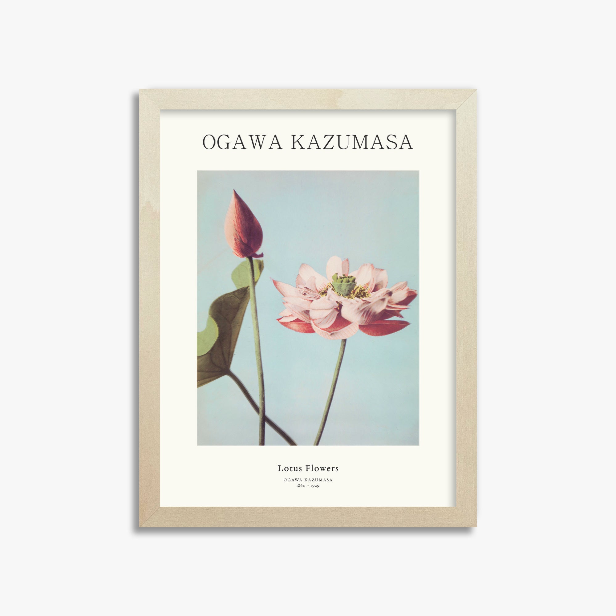 Ogawa Kazumasa: Lotus Flowers - Japandi, 30x40cm Framed Art Reproduction With Lime Wood Frame