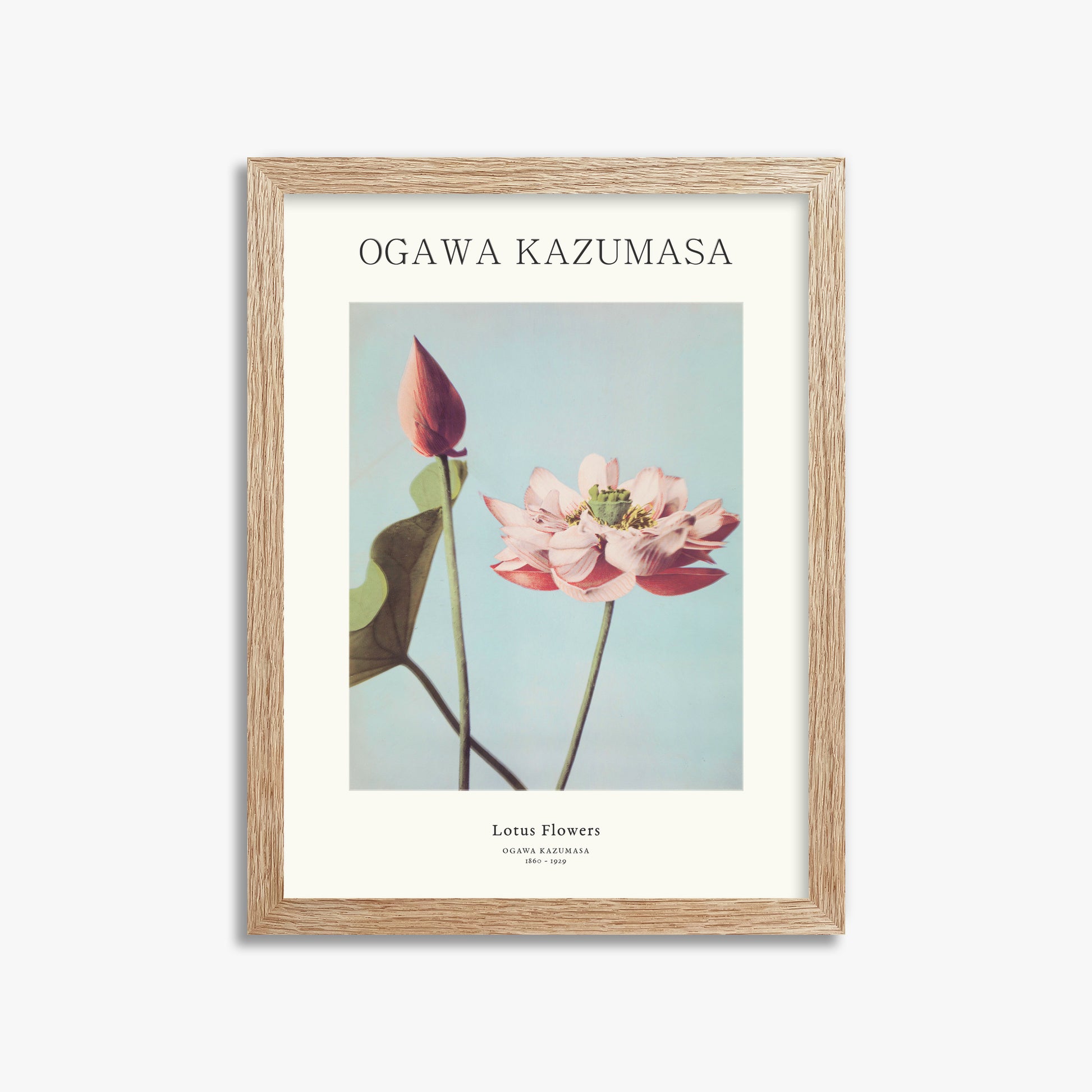 Ogawa Kazumasa: Lotus Flowers - Japandi, 30x40cm Framed Art Reproduction With Raw Oak Frame